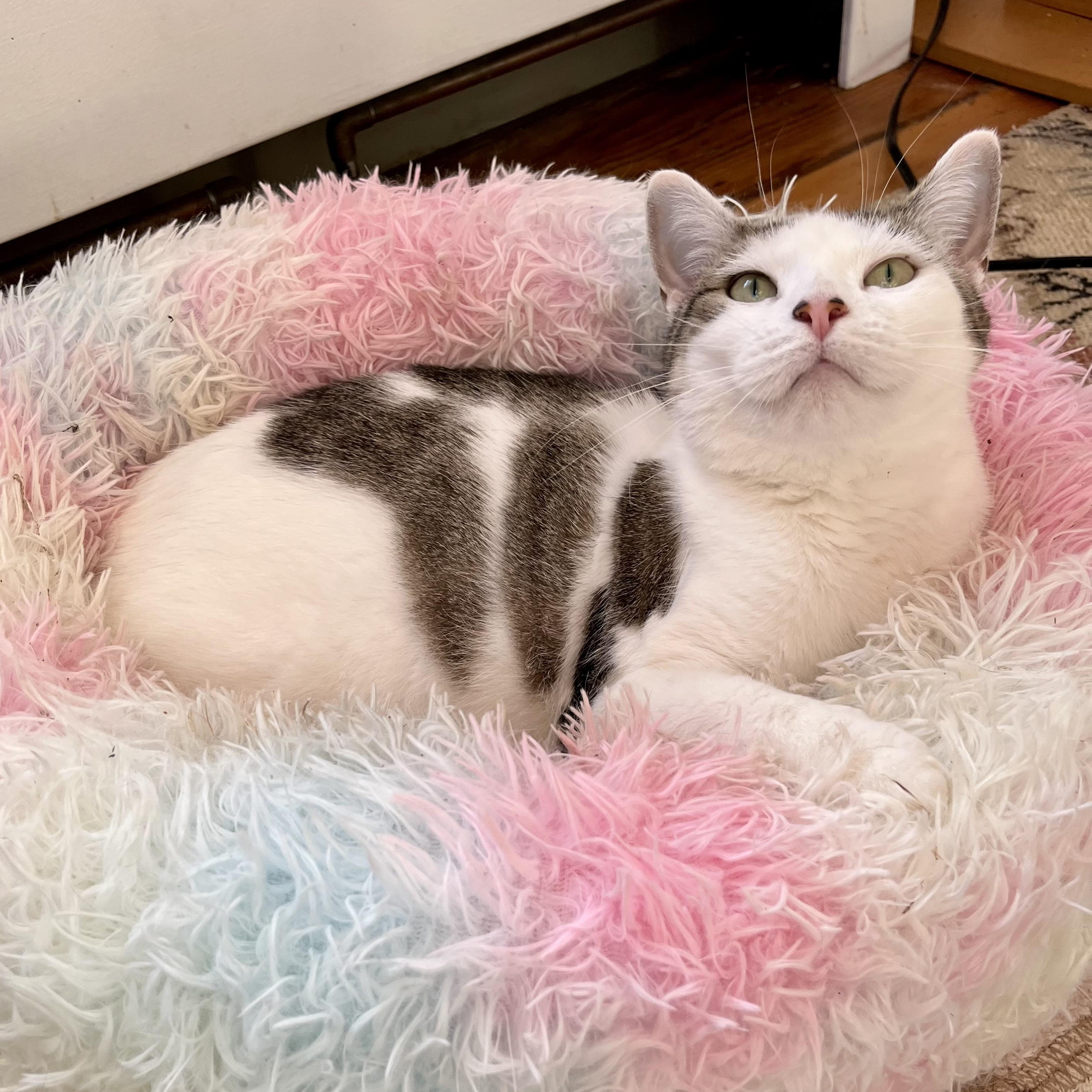 Enlarge Lulu - Kind and Loyal Companion, an adopted mixed breed in New York, NY image 3/6