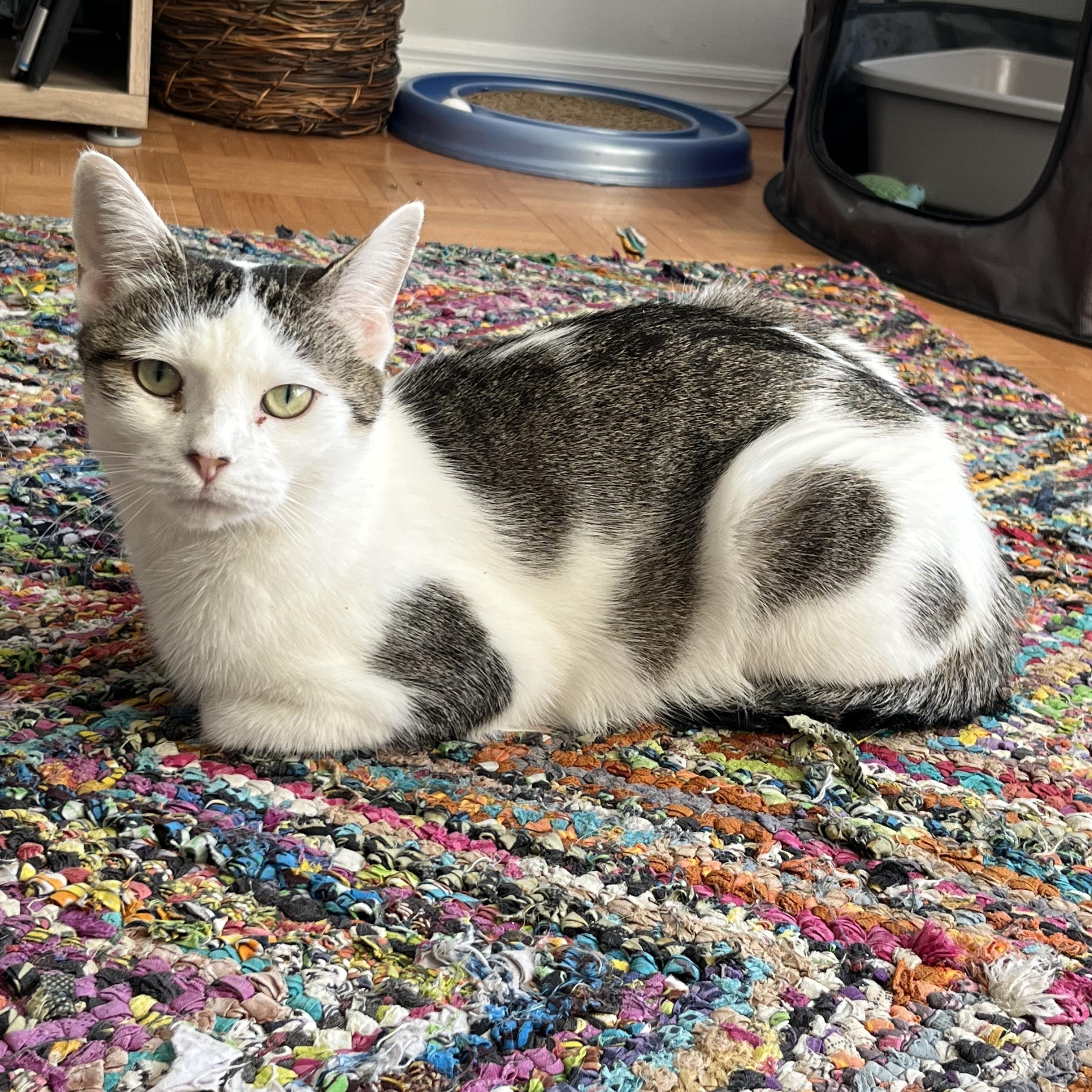 Enlarge Lulu - Kind and Loyal Companion, an adopted mixed breed in New York, NY image 2/6