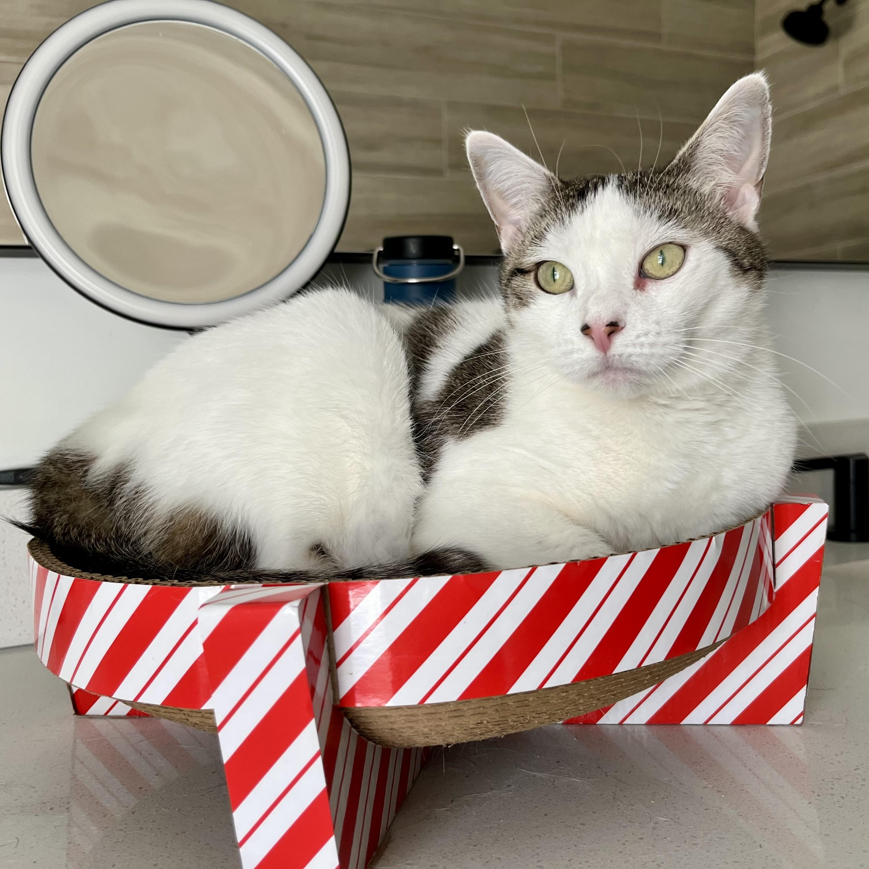 Lulu - Kind and Loyal Companion, adopted, Adult Female Tabby & Domestic Short Hair.