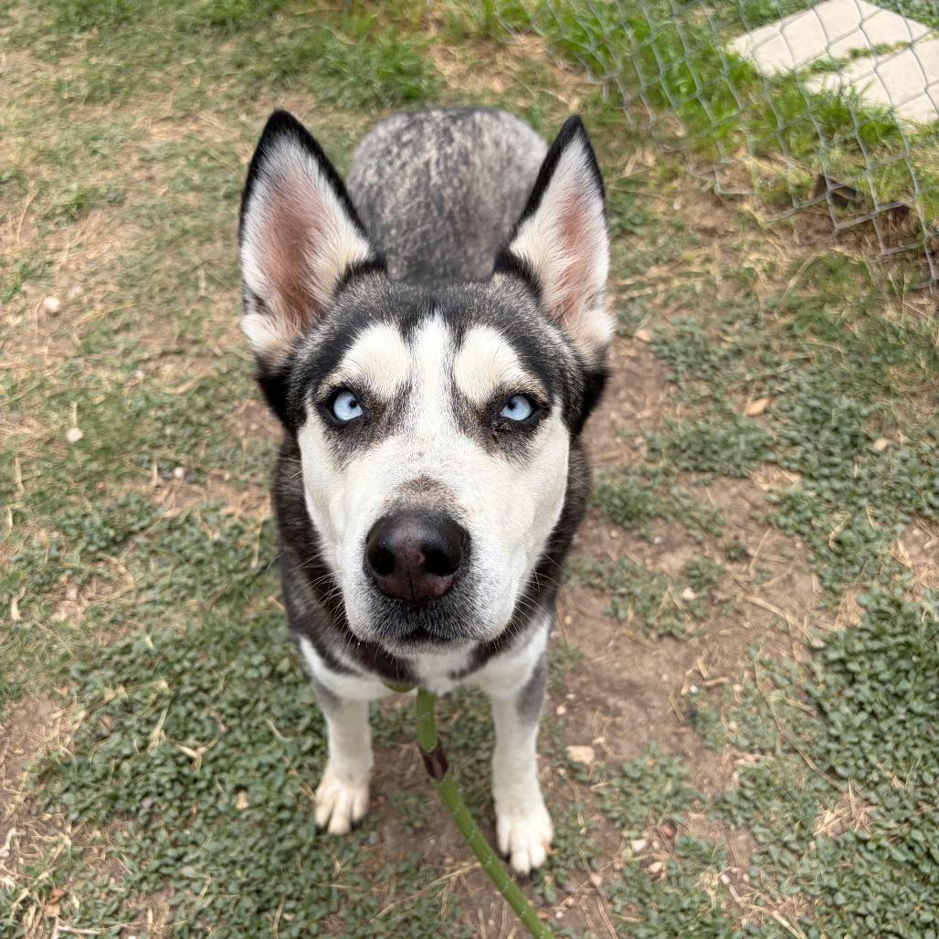 Enlarge Joy #247.26, an adopted mixed breed in Kerrville, TX image 2/4