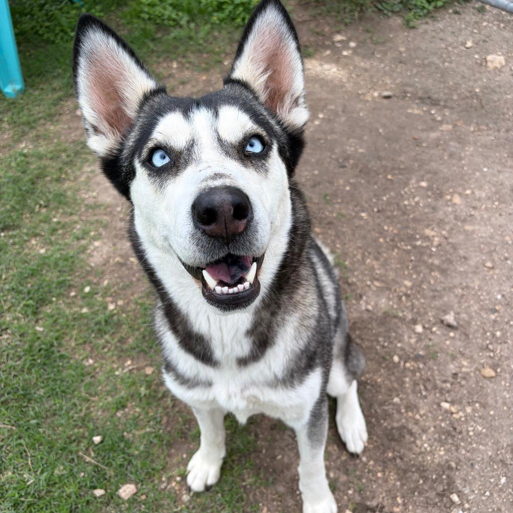 Enlarge Joy #247.26, an adopted mixed breed in Kerrville, TX image 3/4