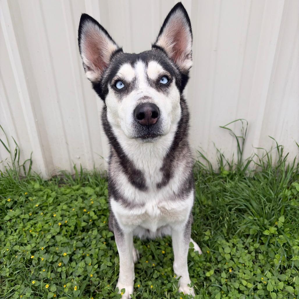 Enlarge Joy #247.26, an adopted mixed breed in Kerrville, TX image 1/4