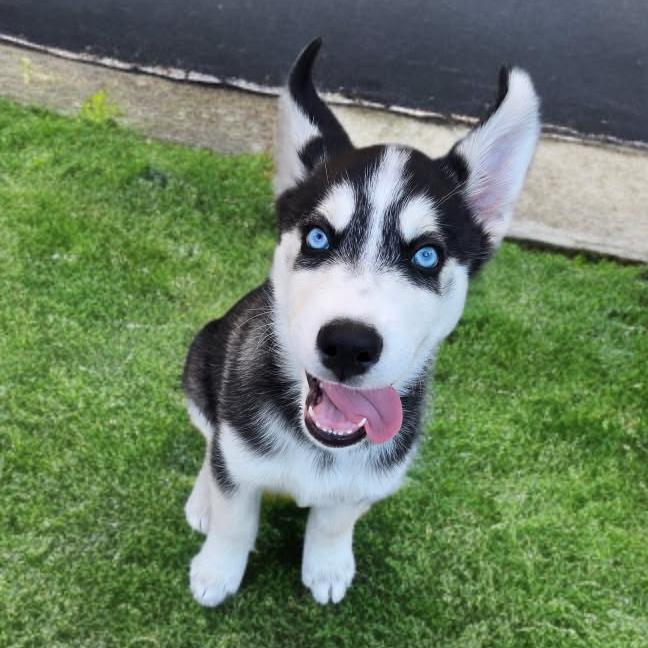 Enlarge Zoro, a Adoptable Husky in Las Vegas, NV image 1/2