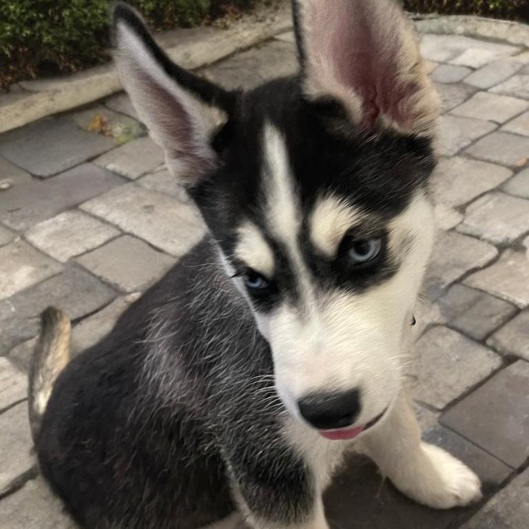 Enlarge Zoro, a Adoptable Husky in Las Vegas, NV image 2/2
