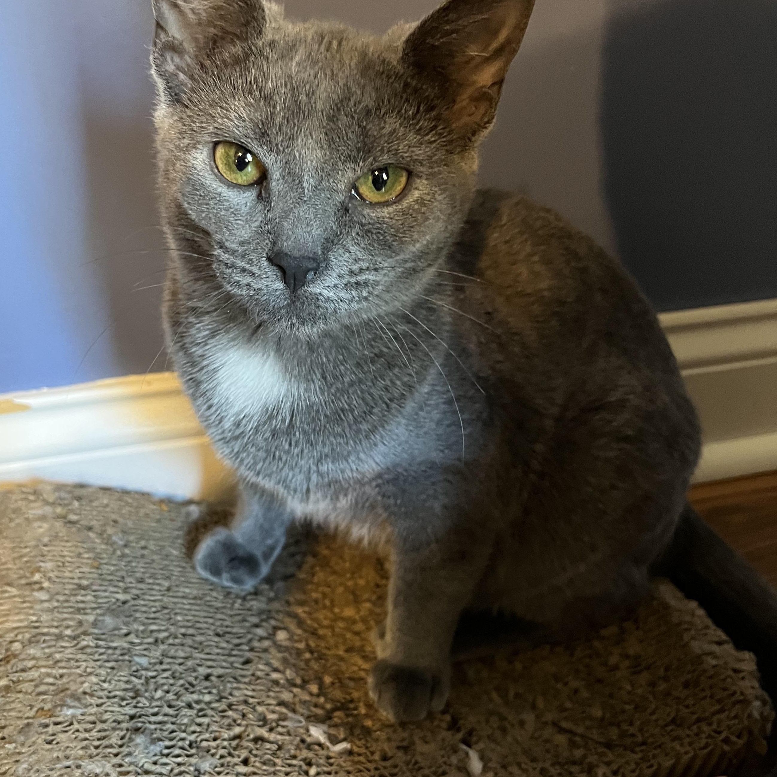 Enlarge Sadie, Uno and Dos, a ADOPTABLE Domestic Short Hair in Syracuse, NY image 4/6