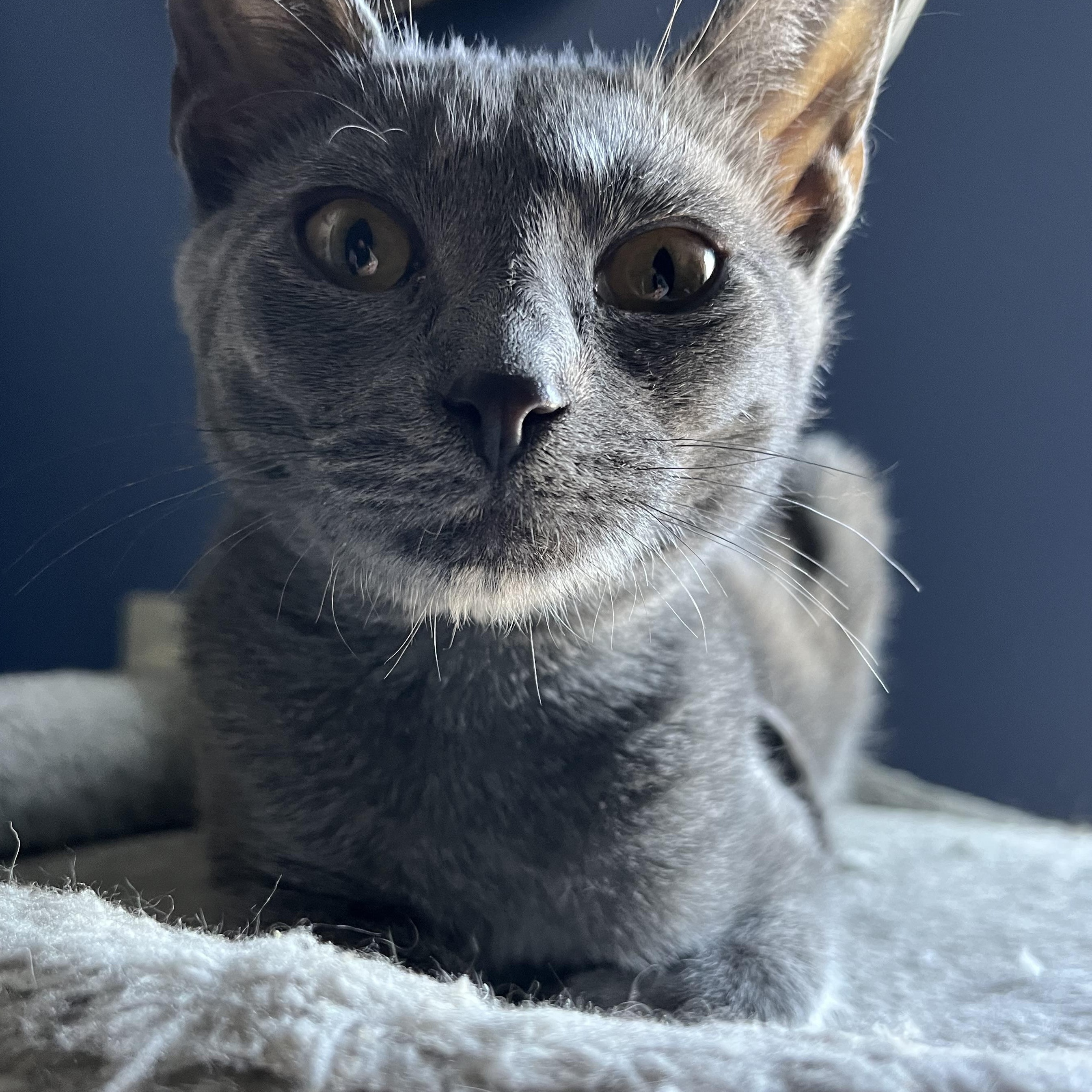 Enlarge Sadie, Uno and Dos, a ADOPTABLE Domestic Short Hair in Syracuse, NY image 6/6