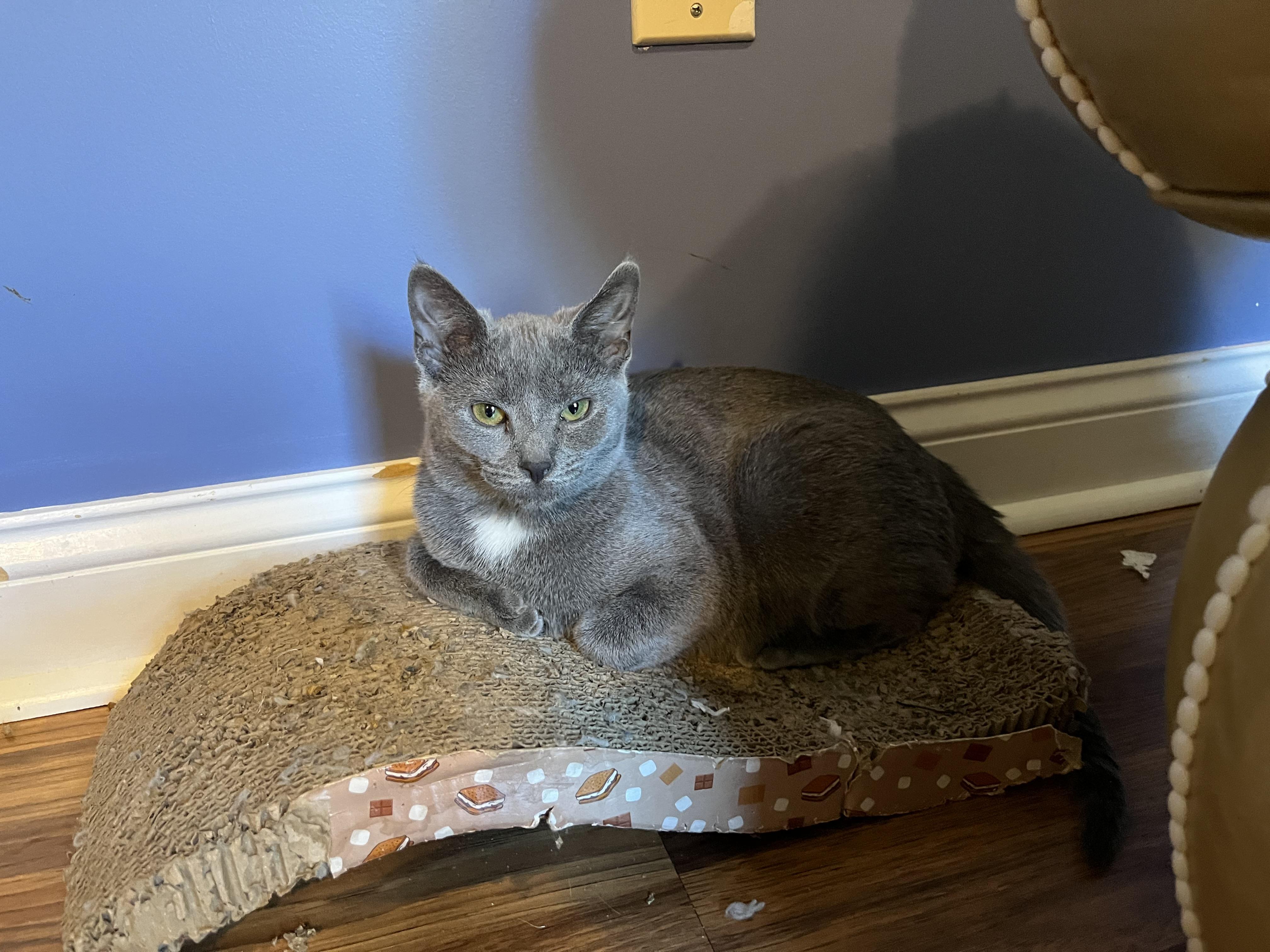 Enlarge Sadie, Uno and Dos, a ADOPTABLE Domestic Short Hair in Syracuse, NY image 2/6