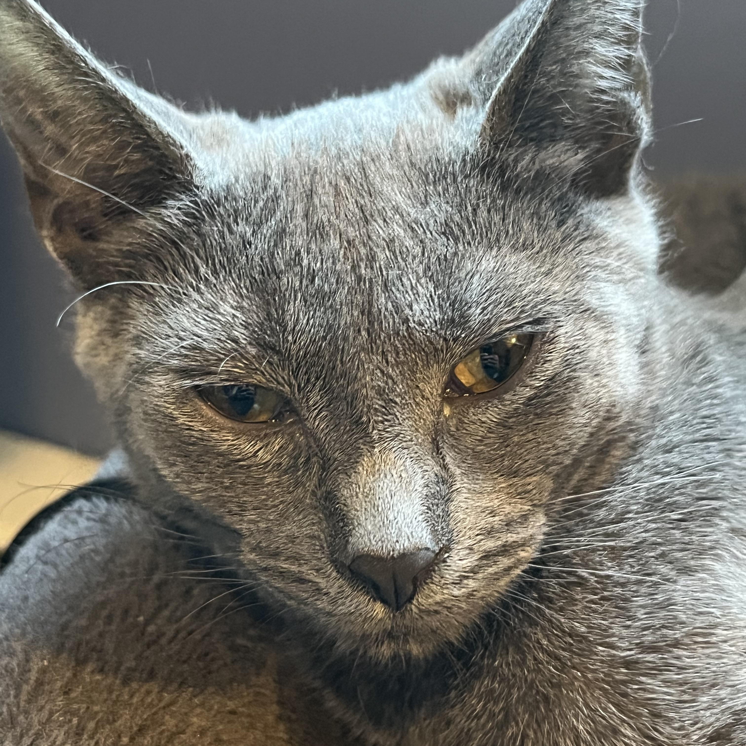 Enlarge Sadie, Uno and Dos, a ADOPTABLE Domestic Short Hair in Syracuse, NY image 5/6