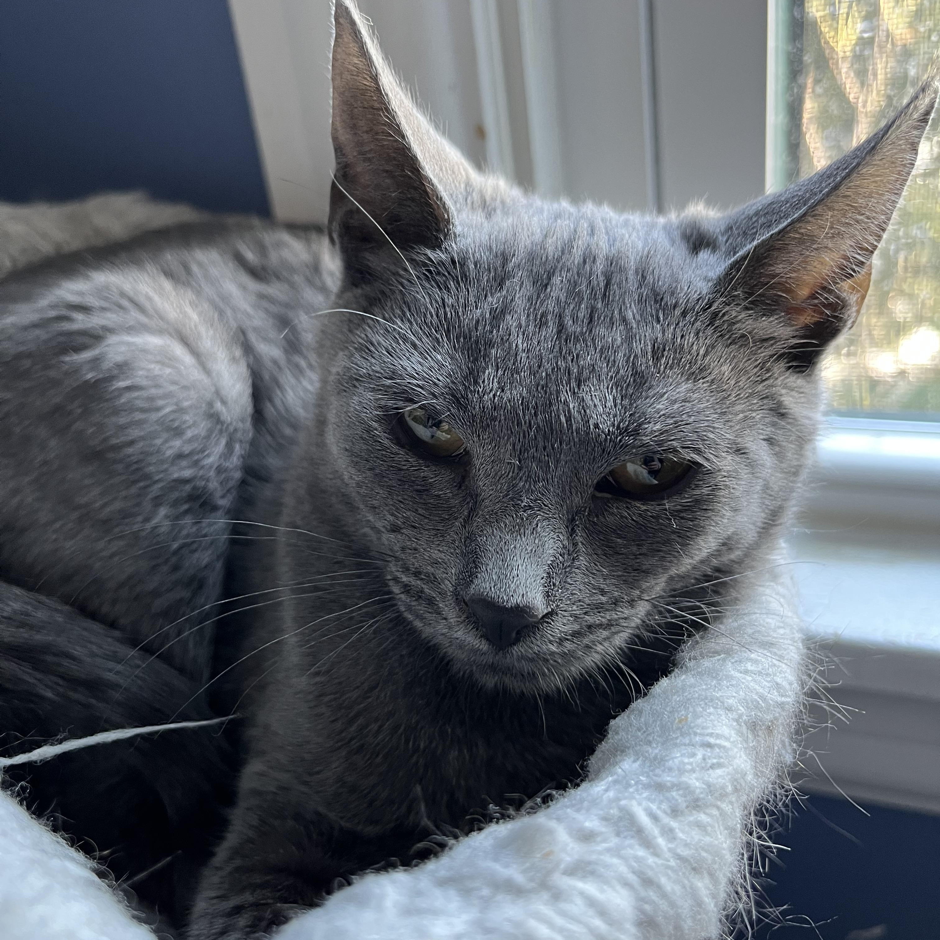 Enlarge Sadie, Uno and Dos, a ADOPTABLE Domestic Short Hair in Syracuse, NY image 3/6