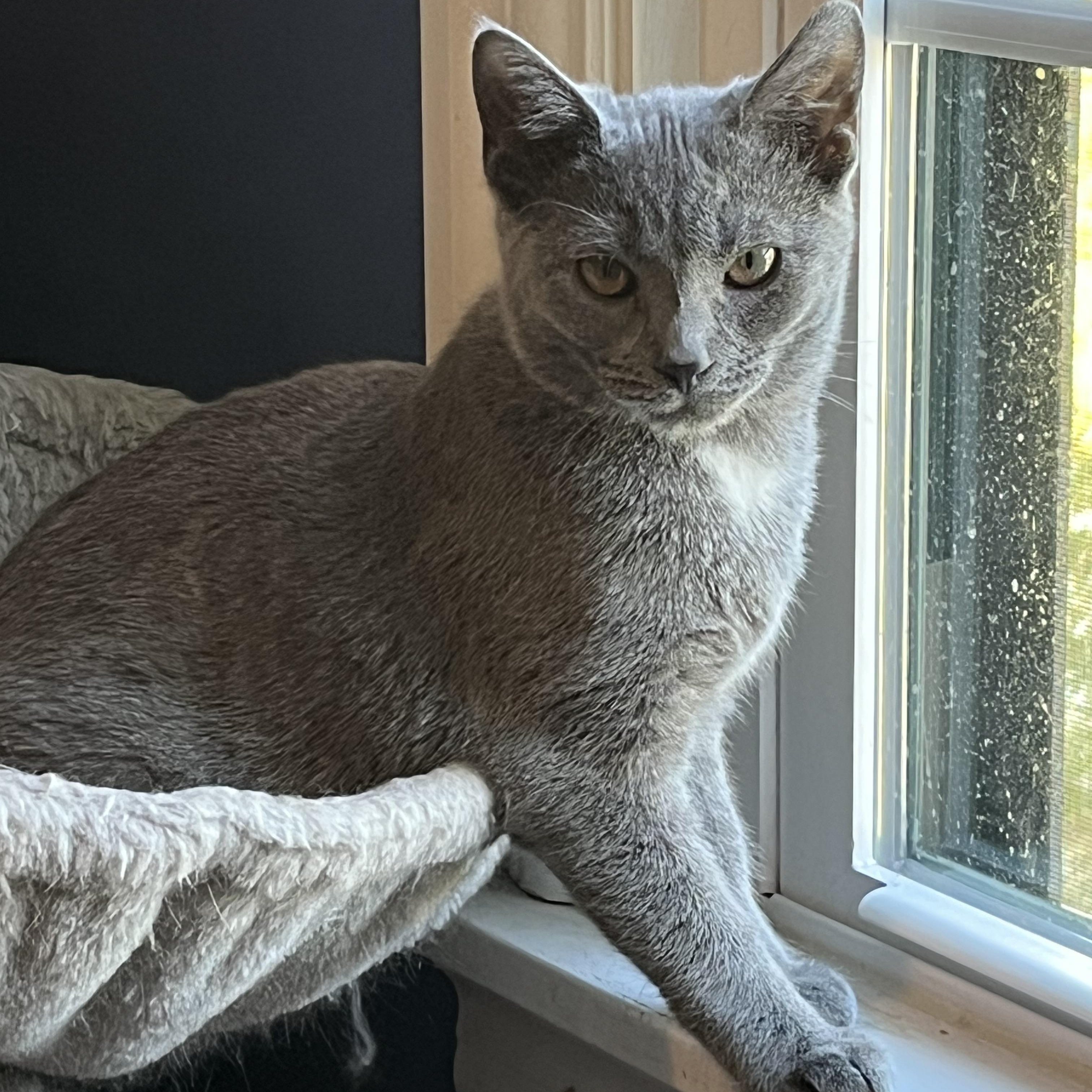 Sadie, Uno and Dos, ADOPTABLE, Kitten Female Domestic Short Hair.