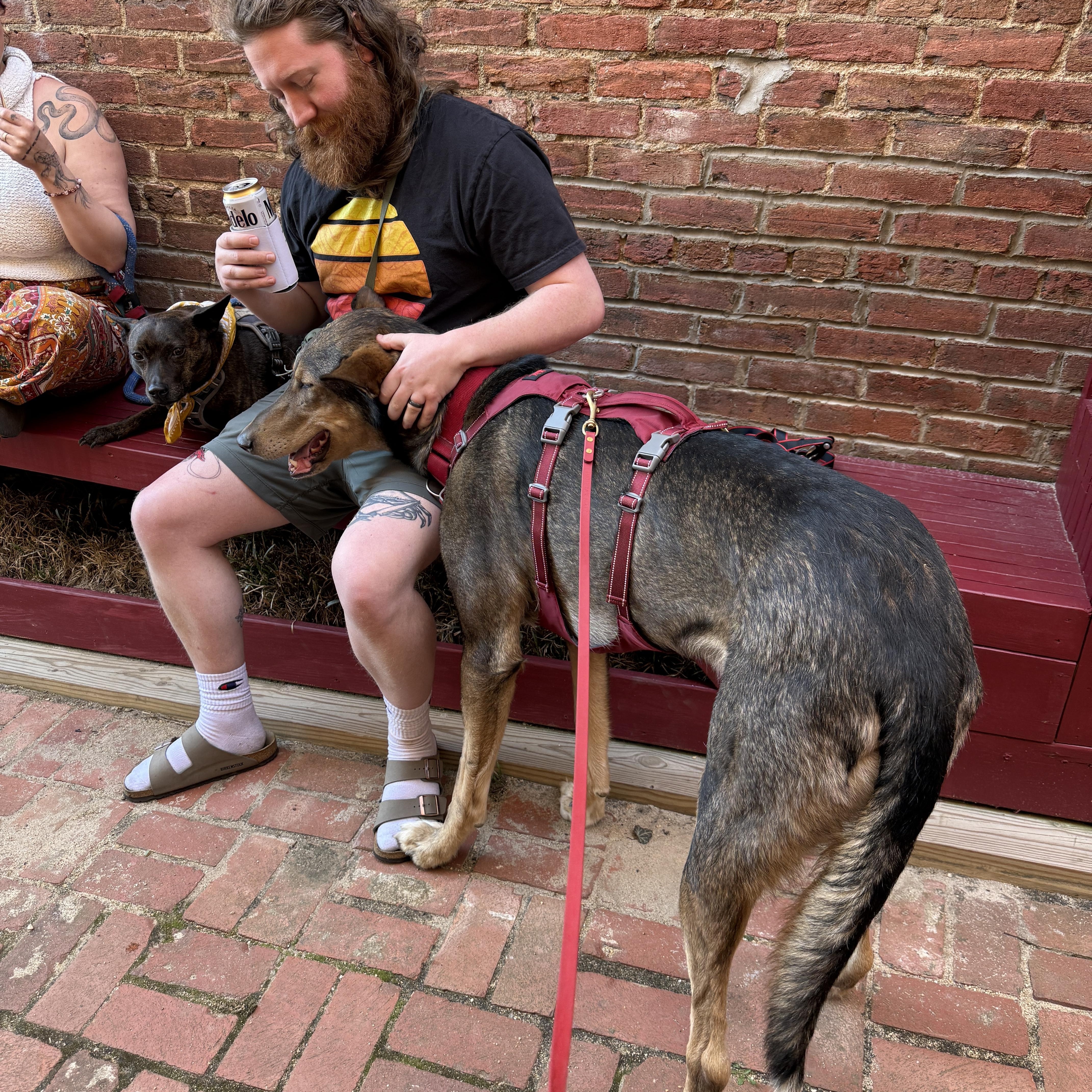 Enlarge Pablo, a Adoptable mixed breed in Clyde, NC image 5/6