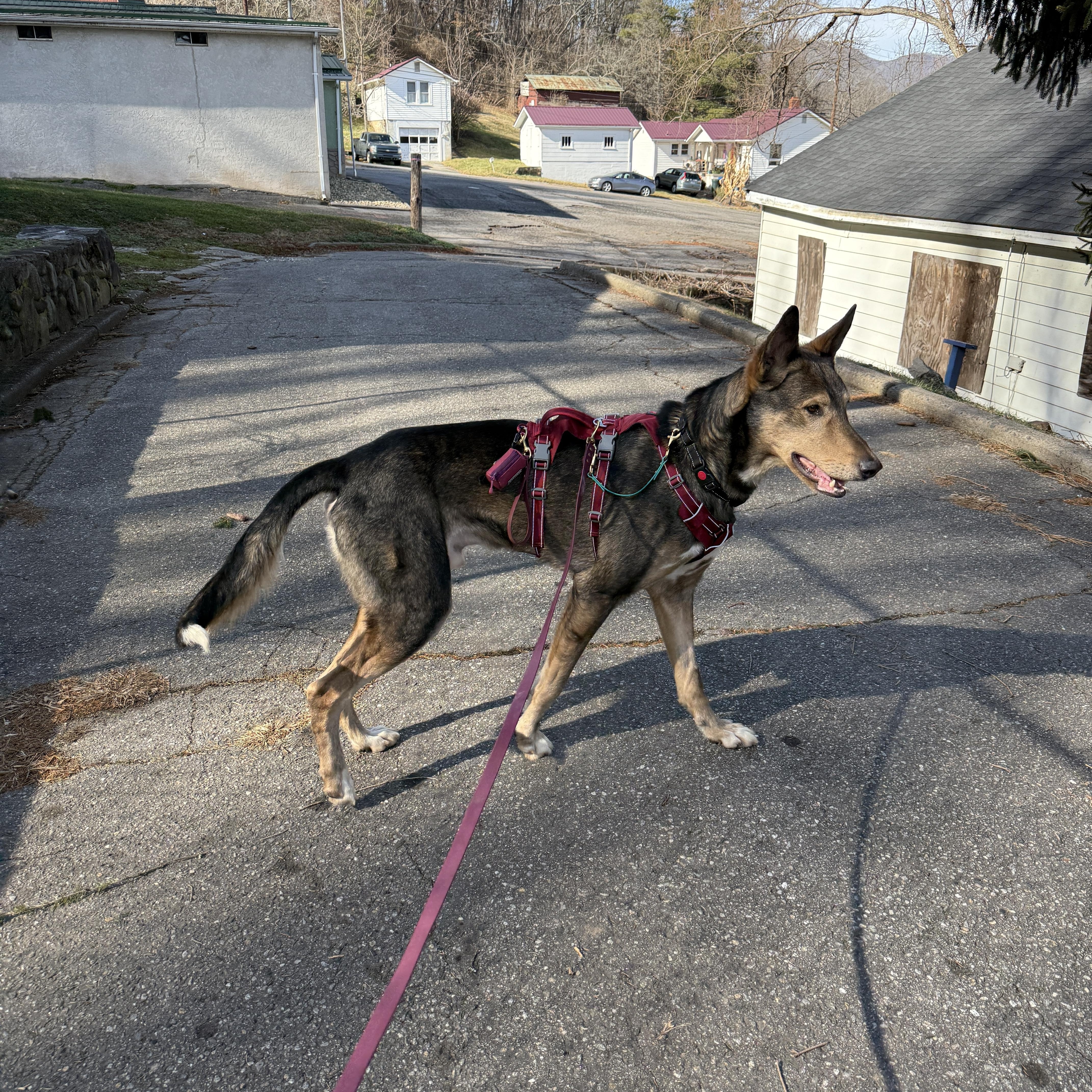 Enlarge Pablo, a Adoptable mixed breed in Clyde, NC image 2/6