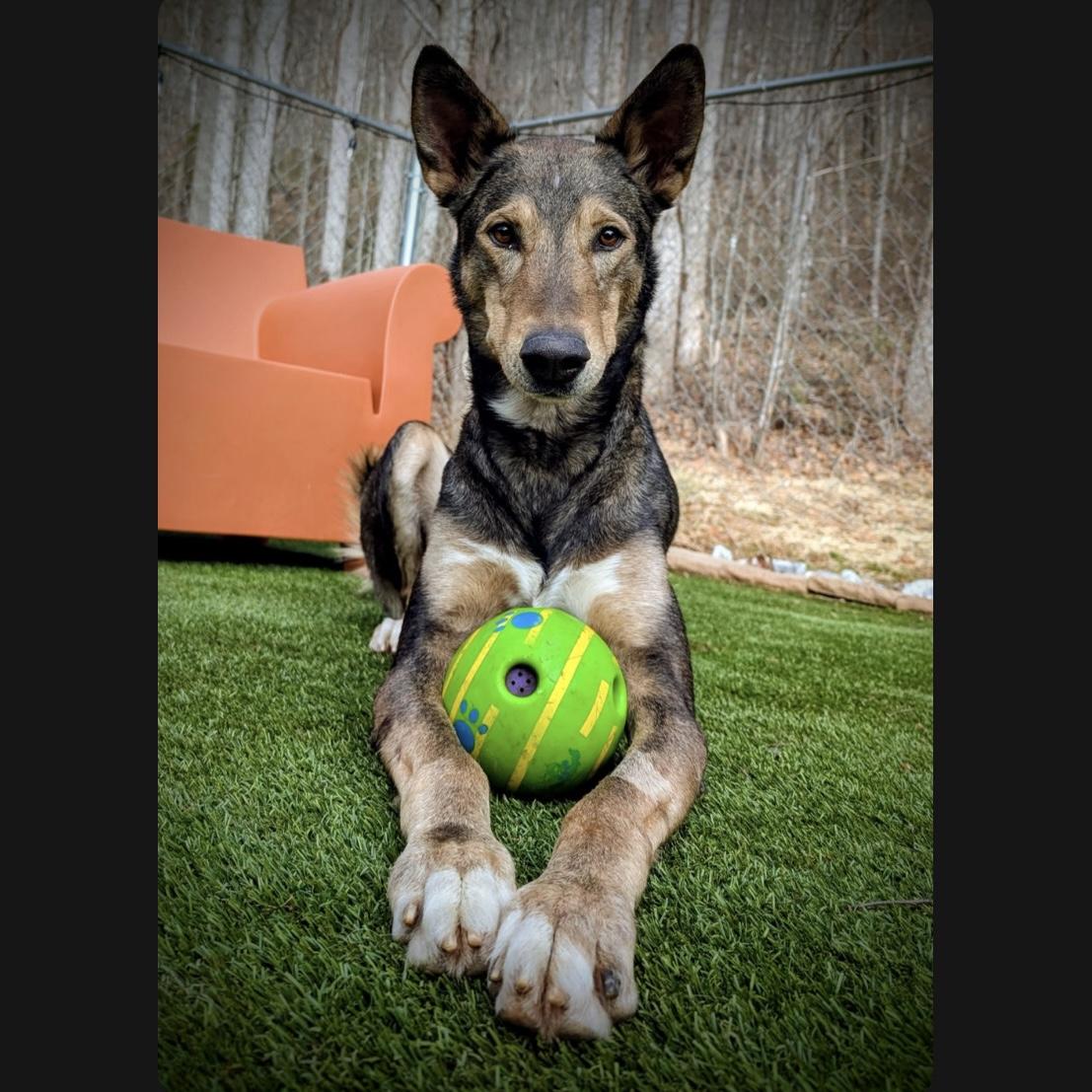 Pablo, Adoptable, Adult Male Ibizan Hound & Alaskan Malamute.
