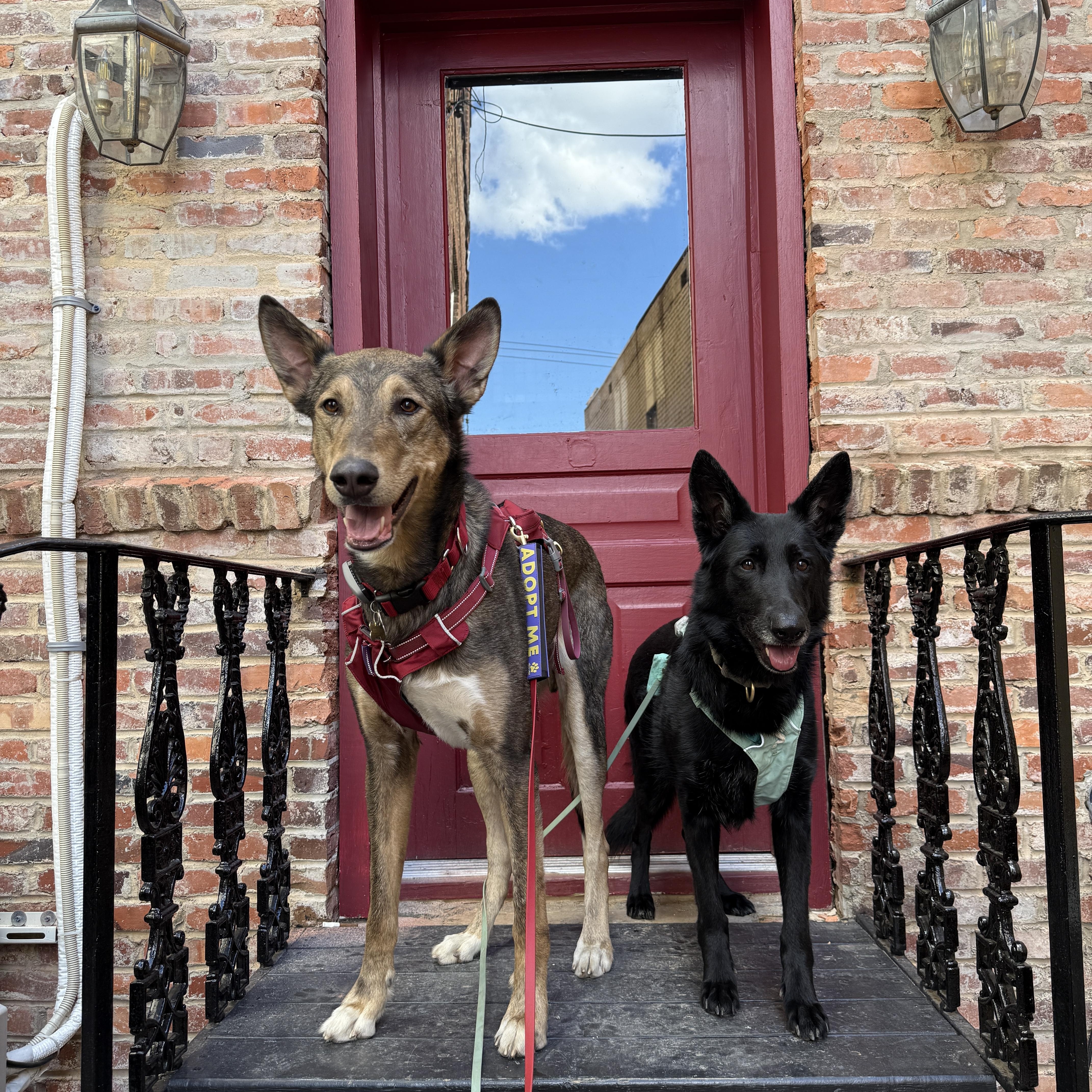 Enlarge Pablo, a Adoptable mixed breed in Clyde, NC image 4/6