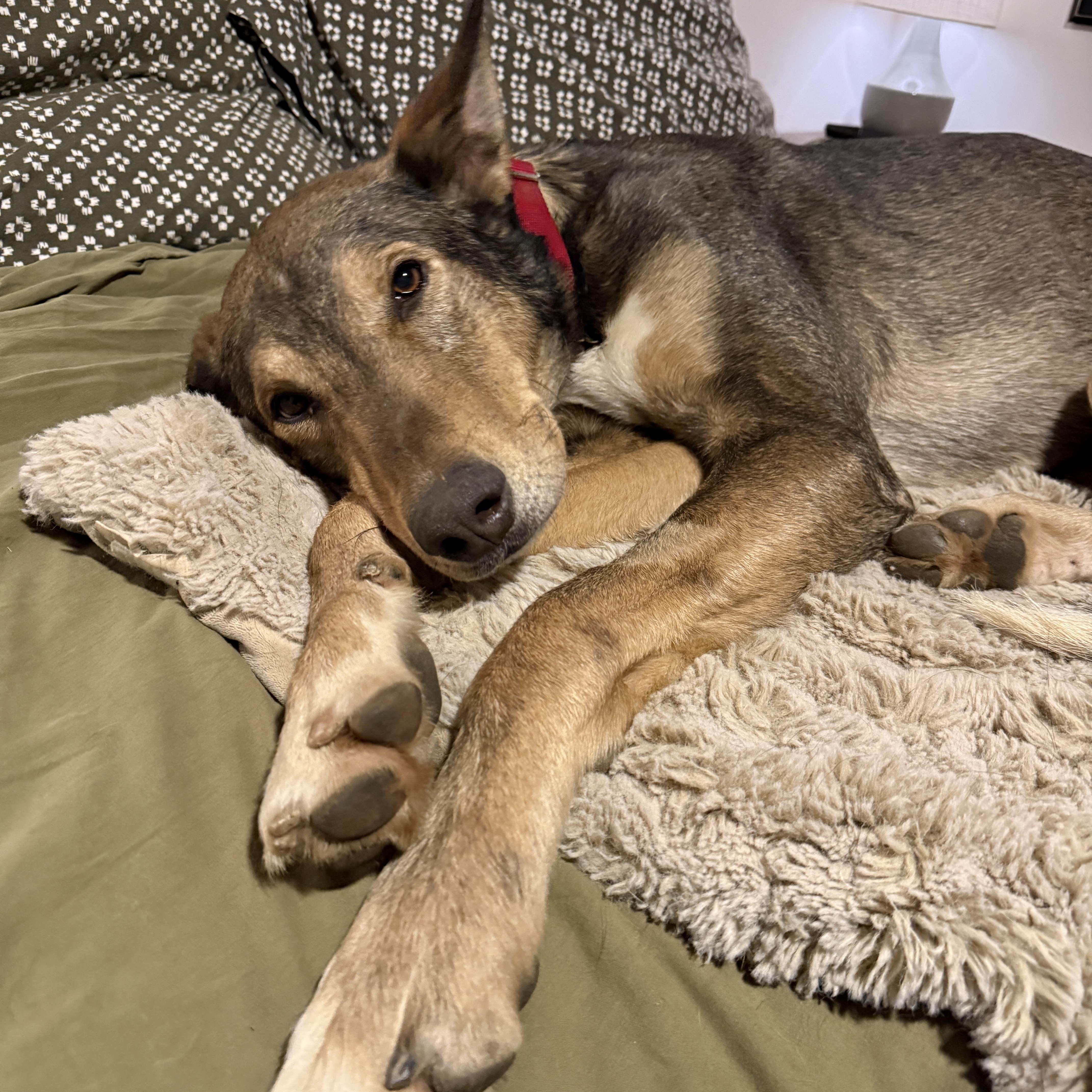 Enlarge Pablo, a Adoptable mixed breed in Clyde, NC image 3/6