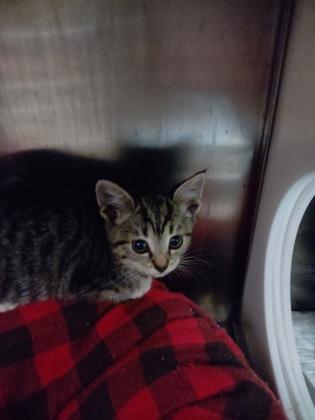 Bunny, Adoptable, Kitten Female Domestic Short Hair & Domestic Short Hair.