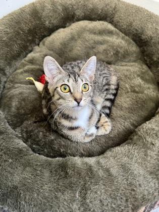Bunny, Adoptable, Kitten Female Domestic Short Hair & Domestic Short Hair.