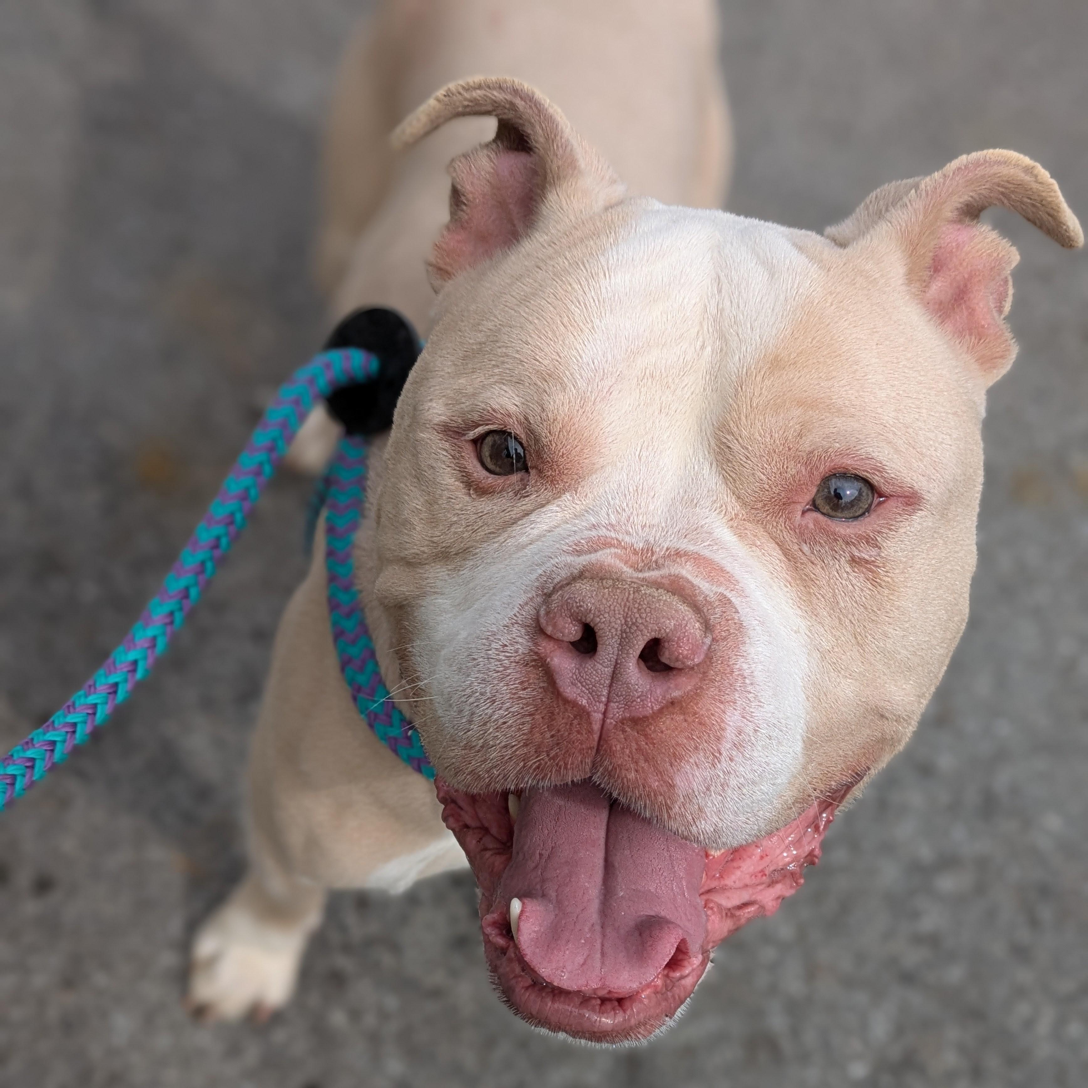 Bear, Adoptable, Adult Male Terrier.