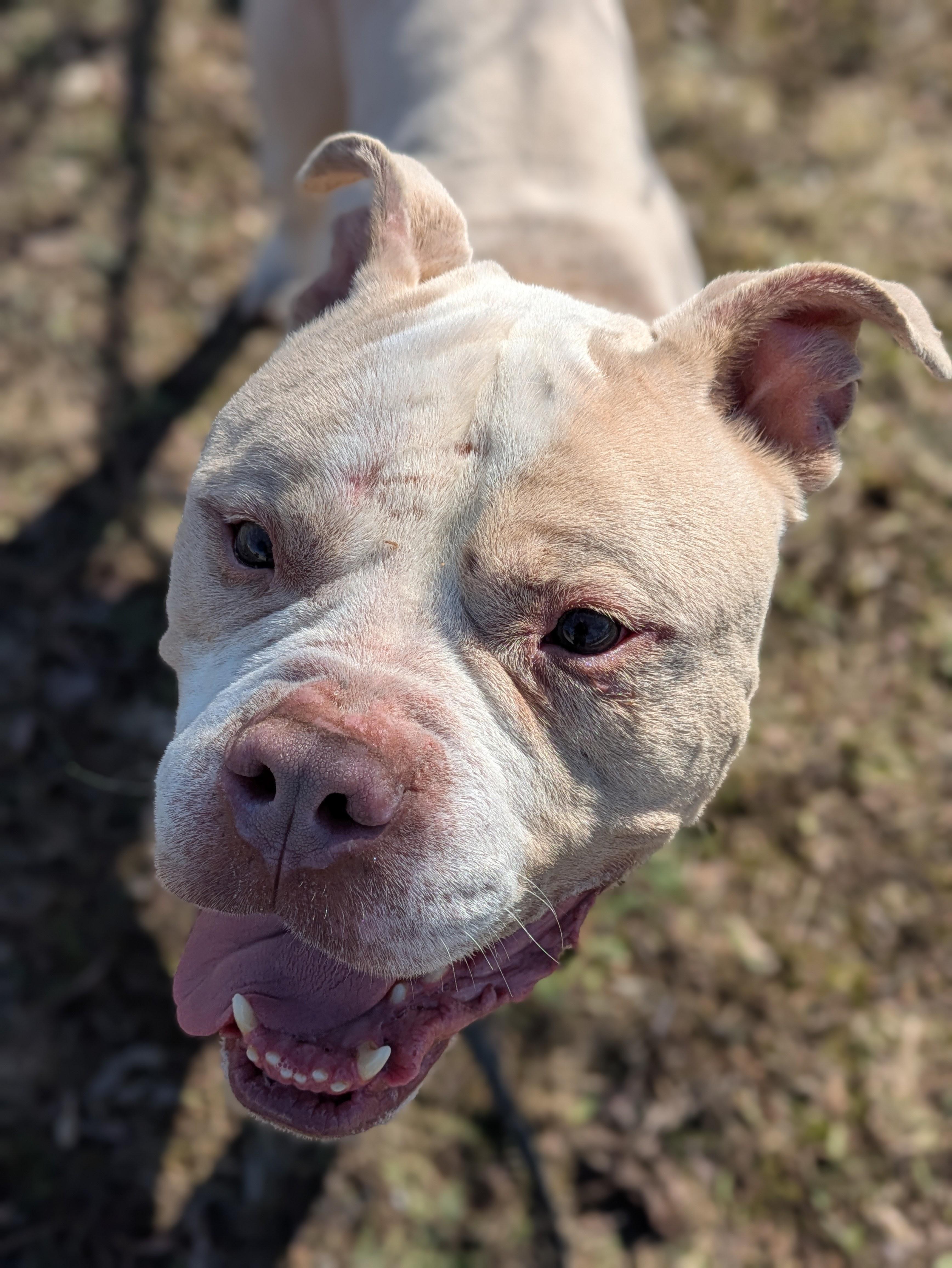 Enlarge Bear, a Adoptable mixed breed in Syracuse, NY image 3/3
