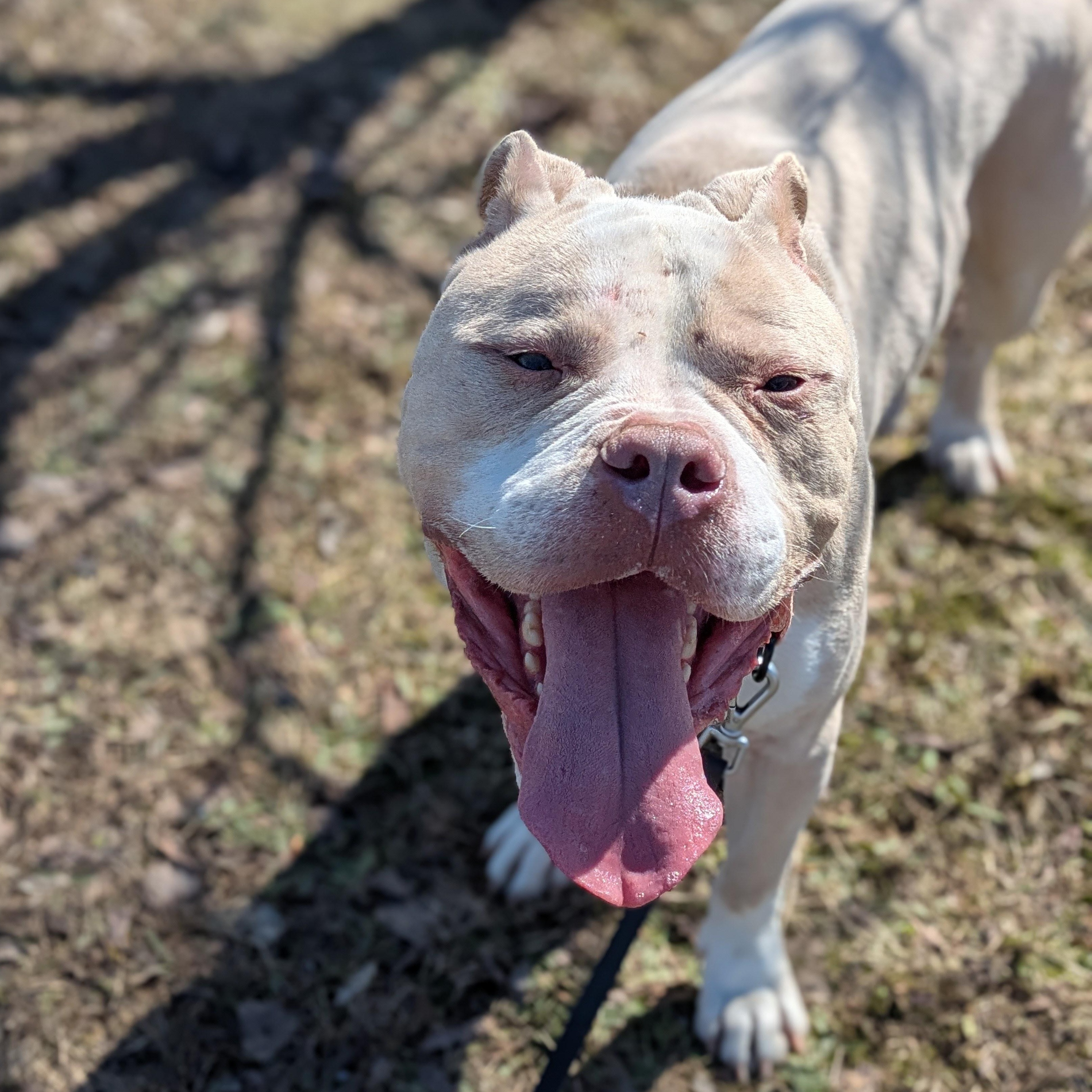 Enlarge Bear, a Adoptable mixed breed in Syracuse, NY image 2/3