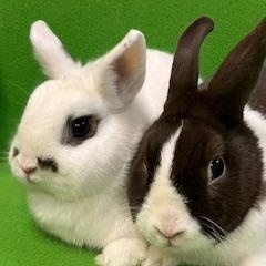 Zak & Princess, adoptable, Adult Male Dutch.