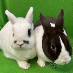 Enlarge Zak & Princess, an adoptable Dutch in Haltom City, TX image 2/4