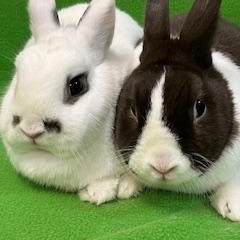 Enlarge Zak & Princess, an adoptable Dutch in Haltom City, TX image 3/4