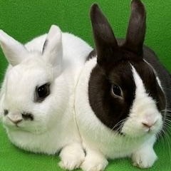Enlarge Zak & Princess, an adoptable Dutch in Haltom City, TX image 4/4