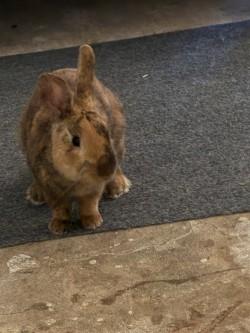 Harley, a Adoptable Bunny Rabbit in Savannah, GA image 2/2