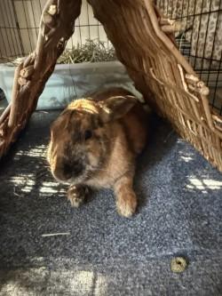 Harley, Adoptable, Adult Male Bunny Rabbit.