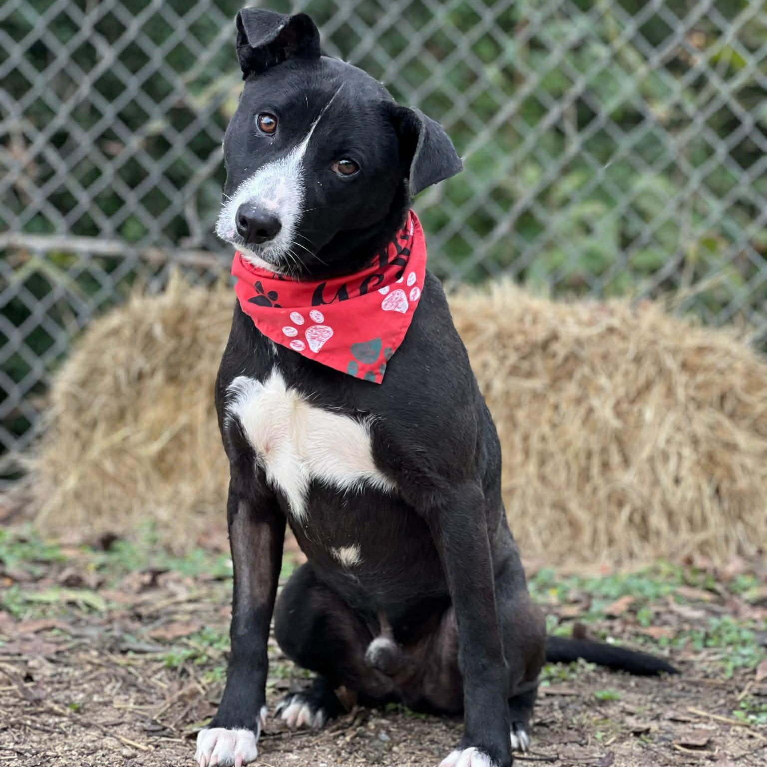 Waylon, ADOPTABLE, Young Male Border Collie & Terrier.