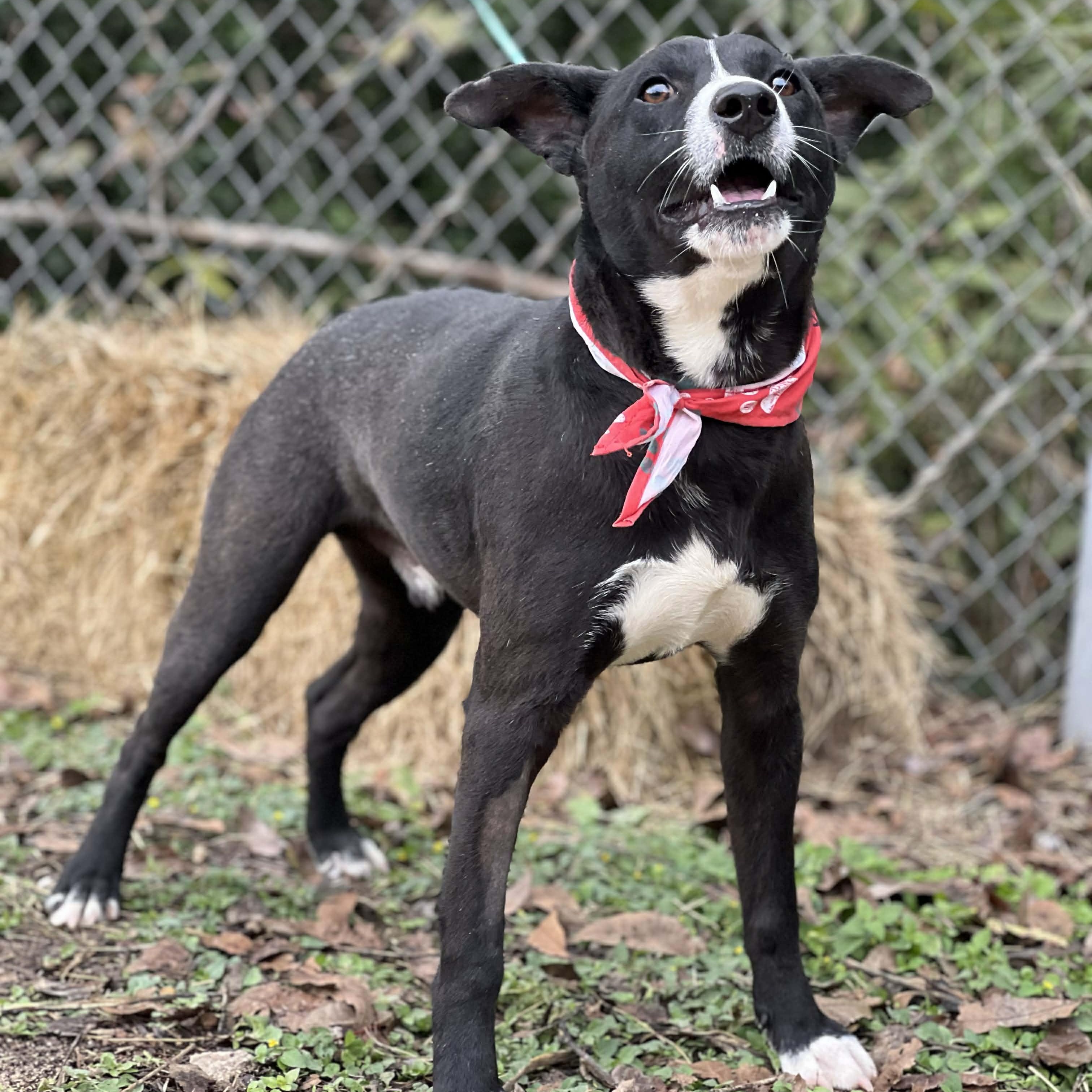 Waylon, a ADOPTABLE mixed breed in Madisonville, TX image 2/4