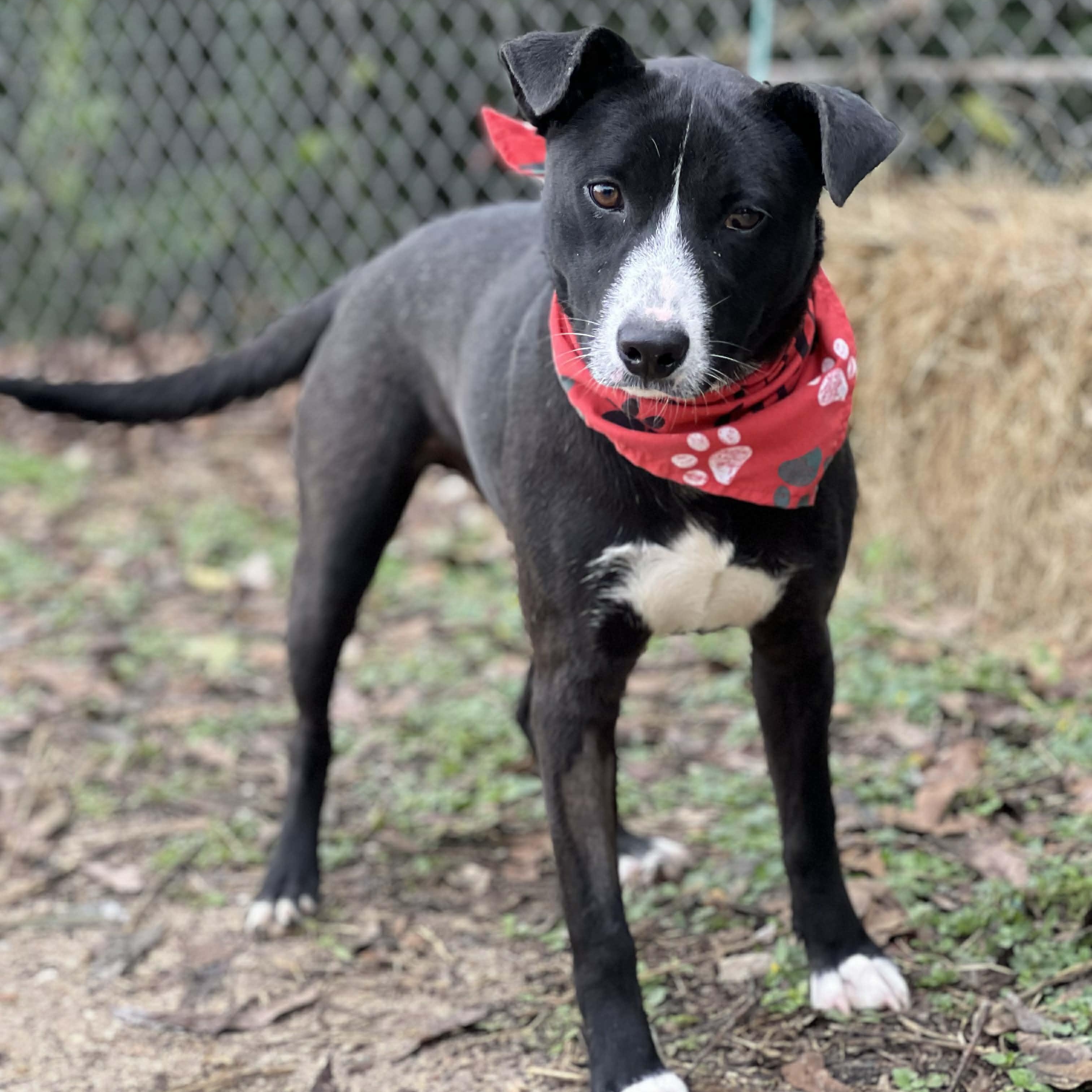 Waylon, a ADOPTABLE mixed breed in Madisonville, TX image 3/4