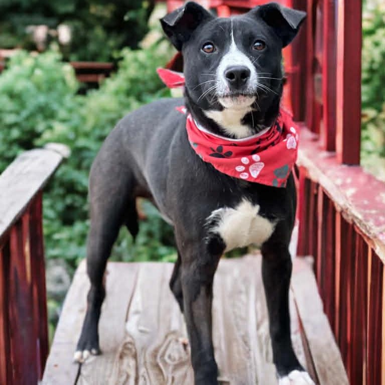 Waylon, a ADOPTABLE mixed breed in Madisonville, TX image 4/4
