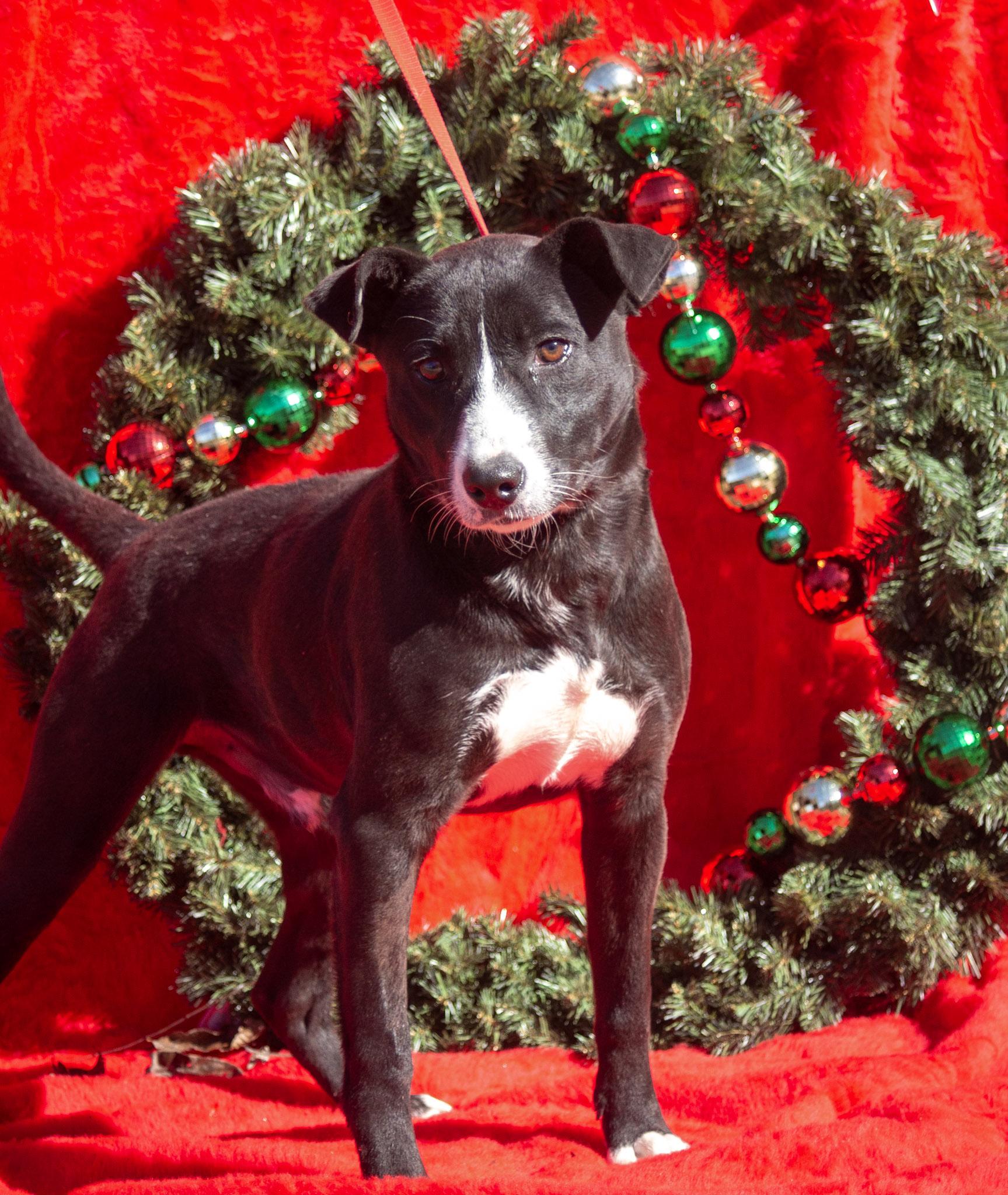 Enlarge Waylon, a ADOPTABLE mixed breed in Madisonville, TX image 2/5