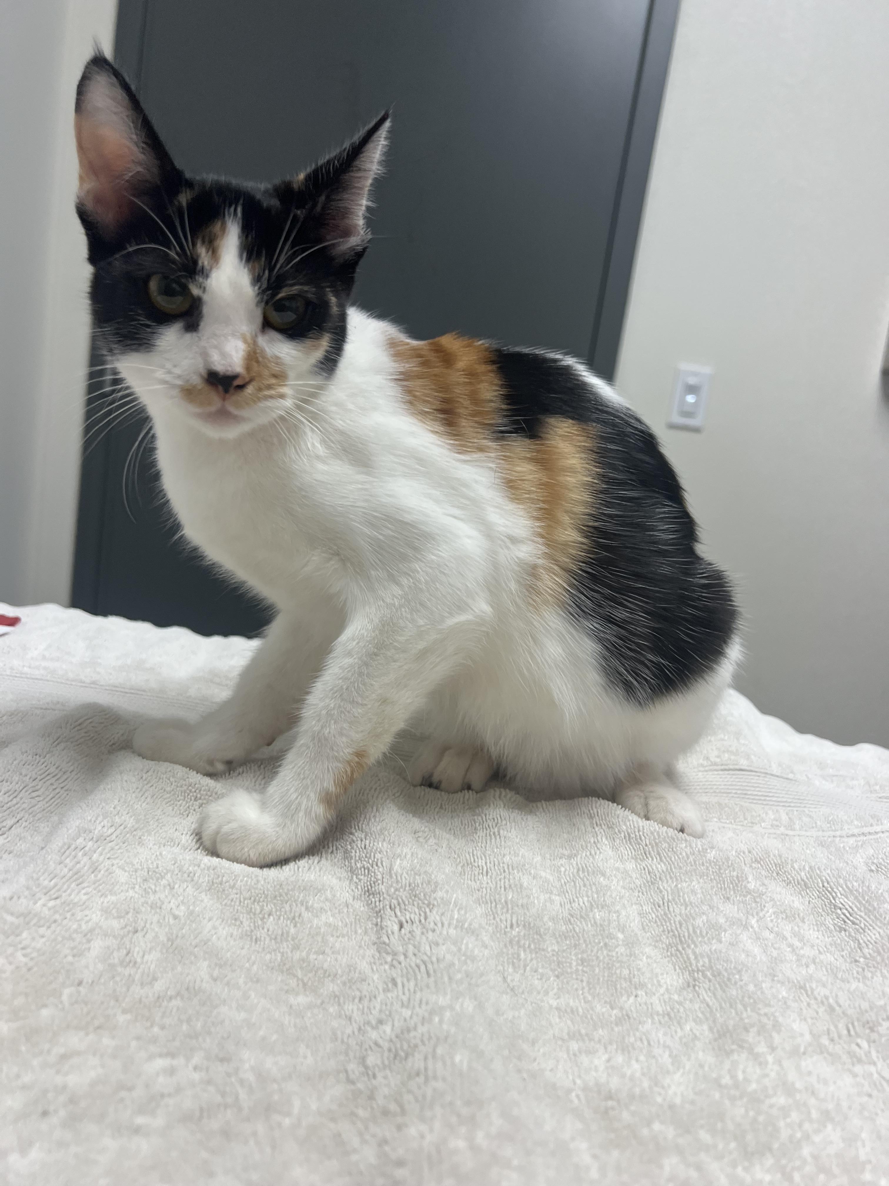 Coconut, Adoptable, Kitten Female Domestic Short Hair.