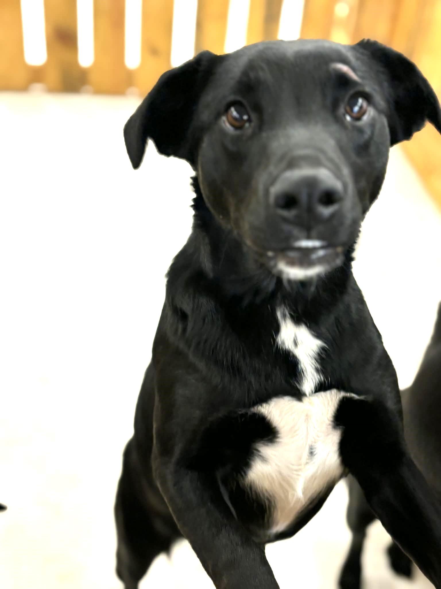 Enlarge Adagio, a ADOPTABLE mixed breed in Lewiston, ID image 1/1