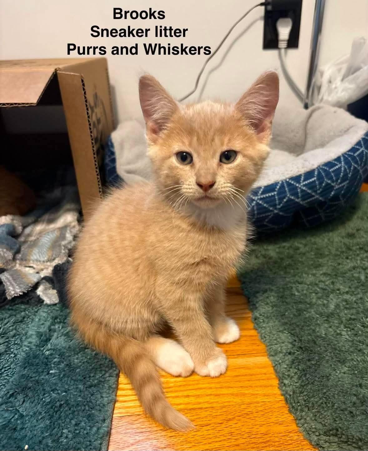 Enlarge Brooks, a Adoptable Domestic Short Hair in New Hartford, NY image 1/1