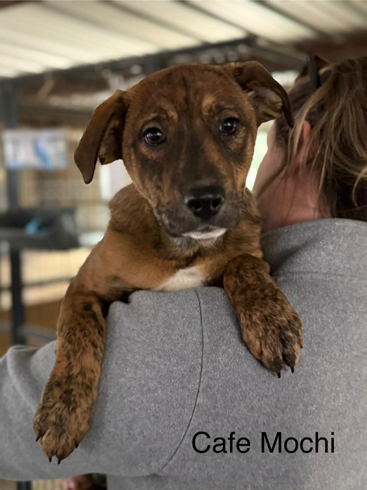 Cafe Mochi (AVAILABLE 1/26), Adoptable, Puppy Male Hound & Labrador Retriever.