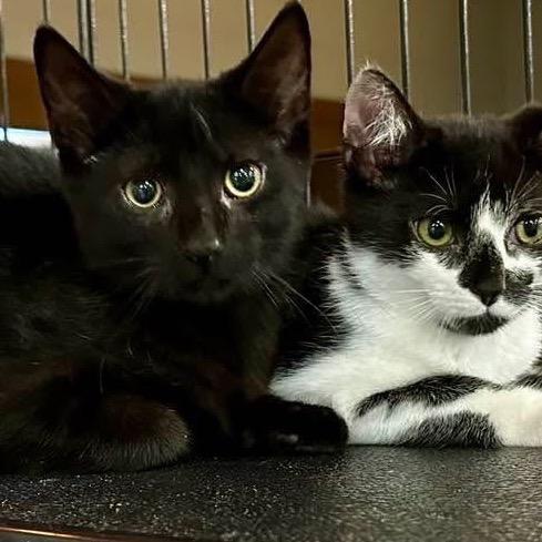 Bunny, Adoptable, Kitten Male Domestic Medium Hair.