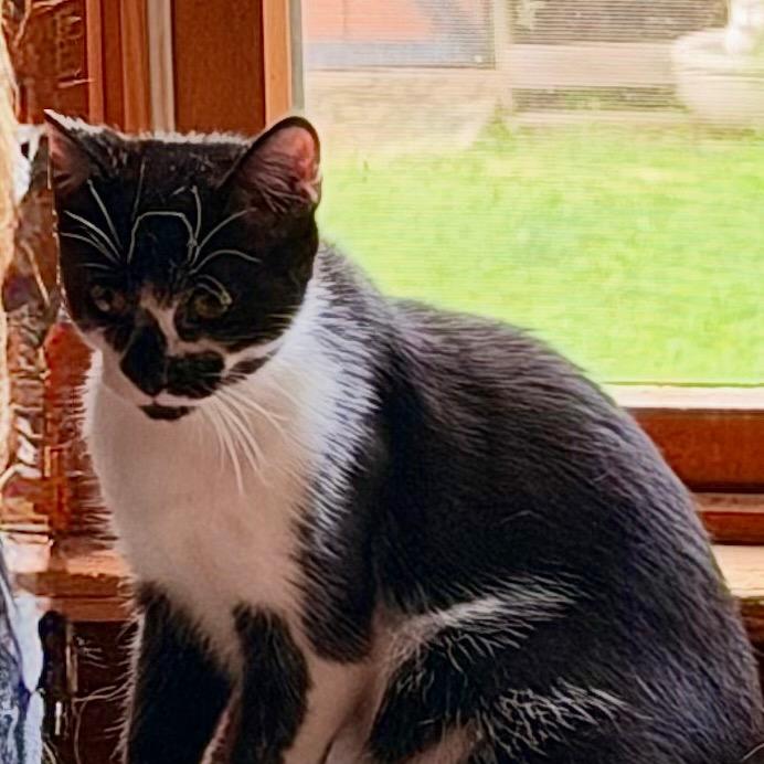 Enlarge Bunny, a Adoptable Domestic Medium Hair in Saugerties, NY image 2/5