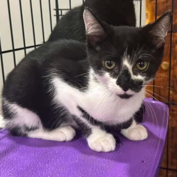 Enlarge Bunny, a Adoptable Domestic Medium Hair in Saugerties, NY image 2/3