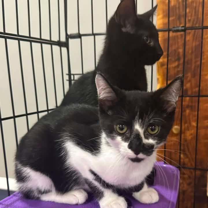 Enlarge Bunny, a Adoptable Domestic Medium Hair in Saugerties, NY image 3/3