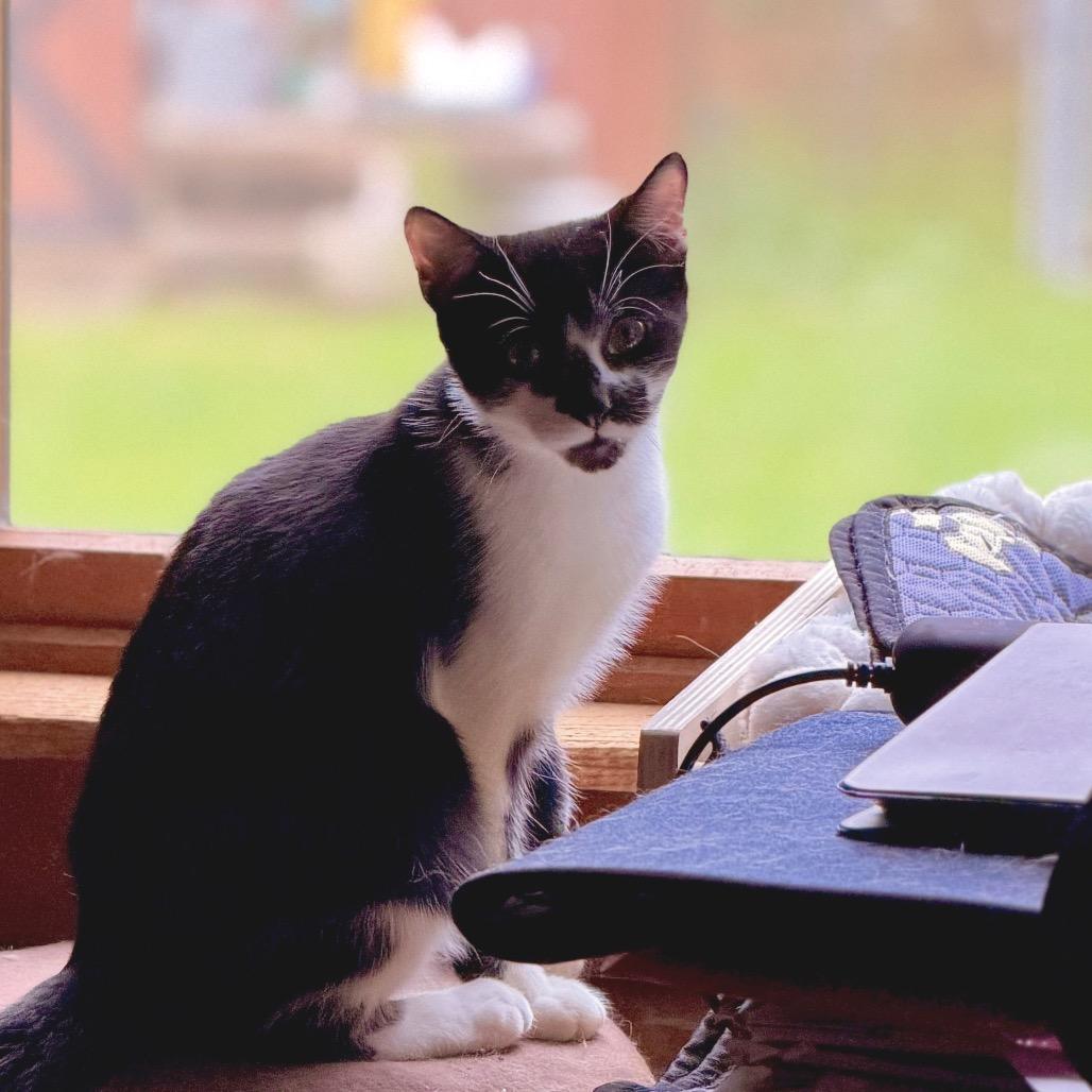 Enlarge Bunny, a Adoptable Domestic Medium Hair in Saugerties, NY image 5/5