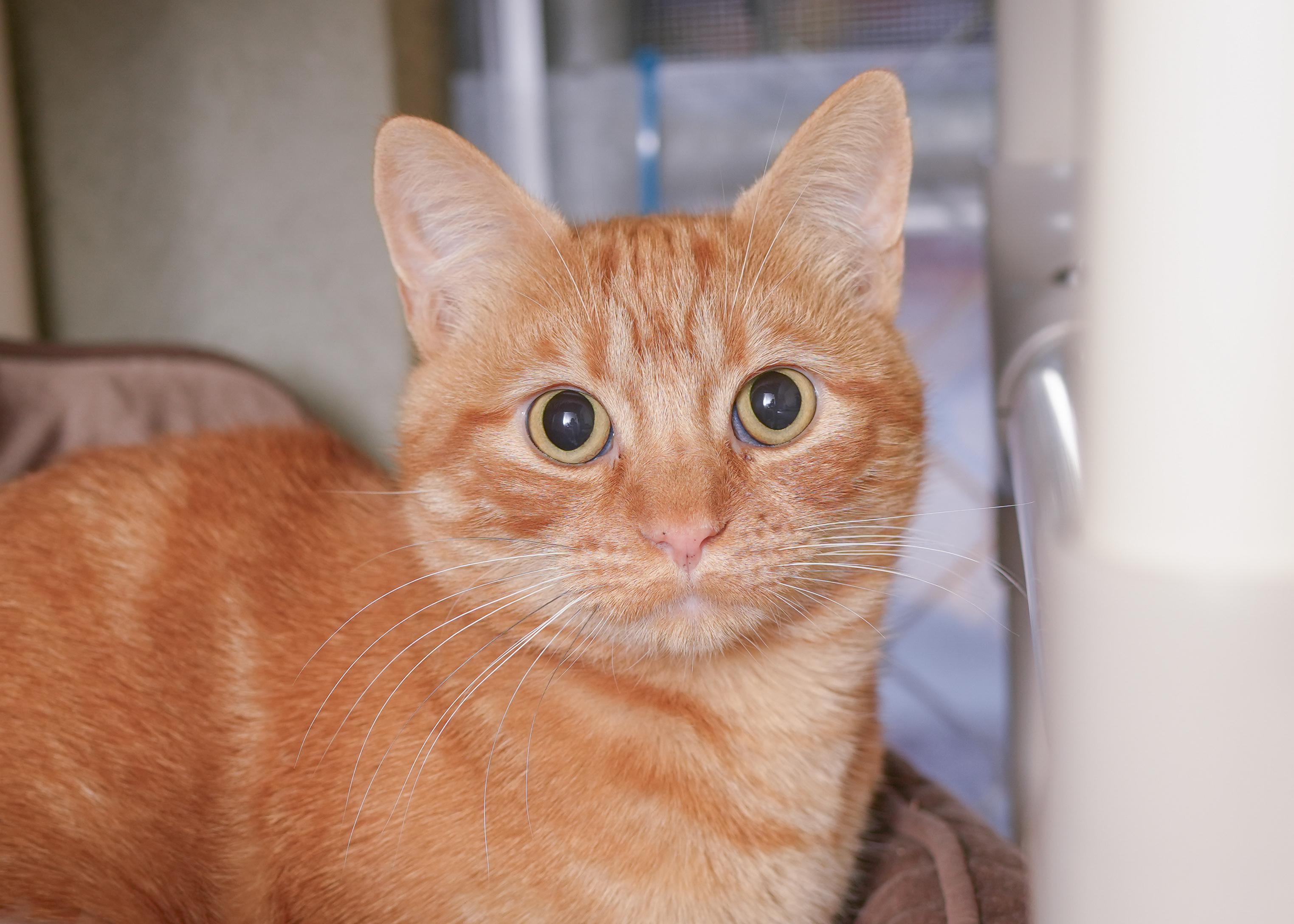 Beverly, a Adoptable Domestic Short Hair in Boise, ID image 1/3