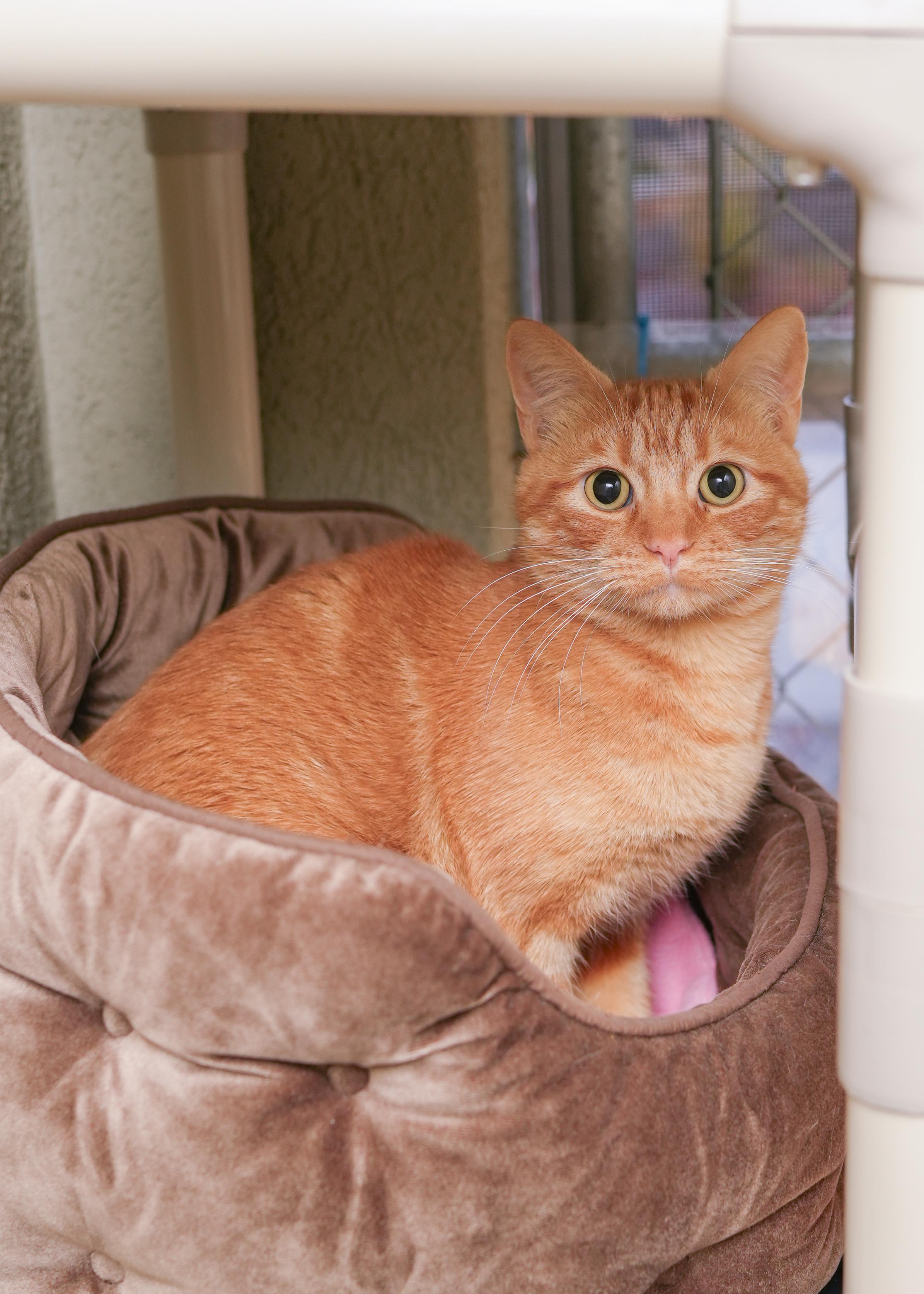 Beverly, a Adoptable Domestic Short Hair in Boise, ID image 2/3