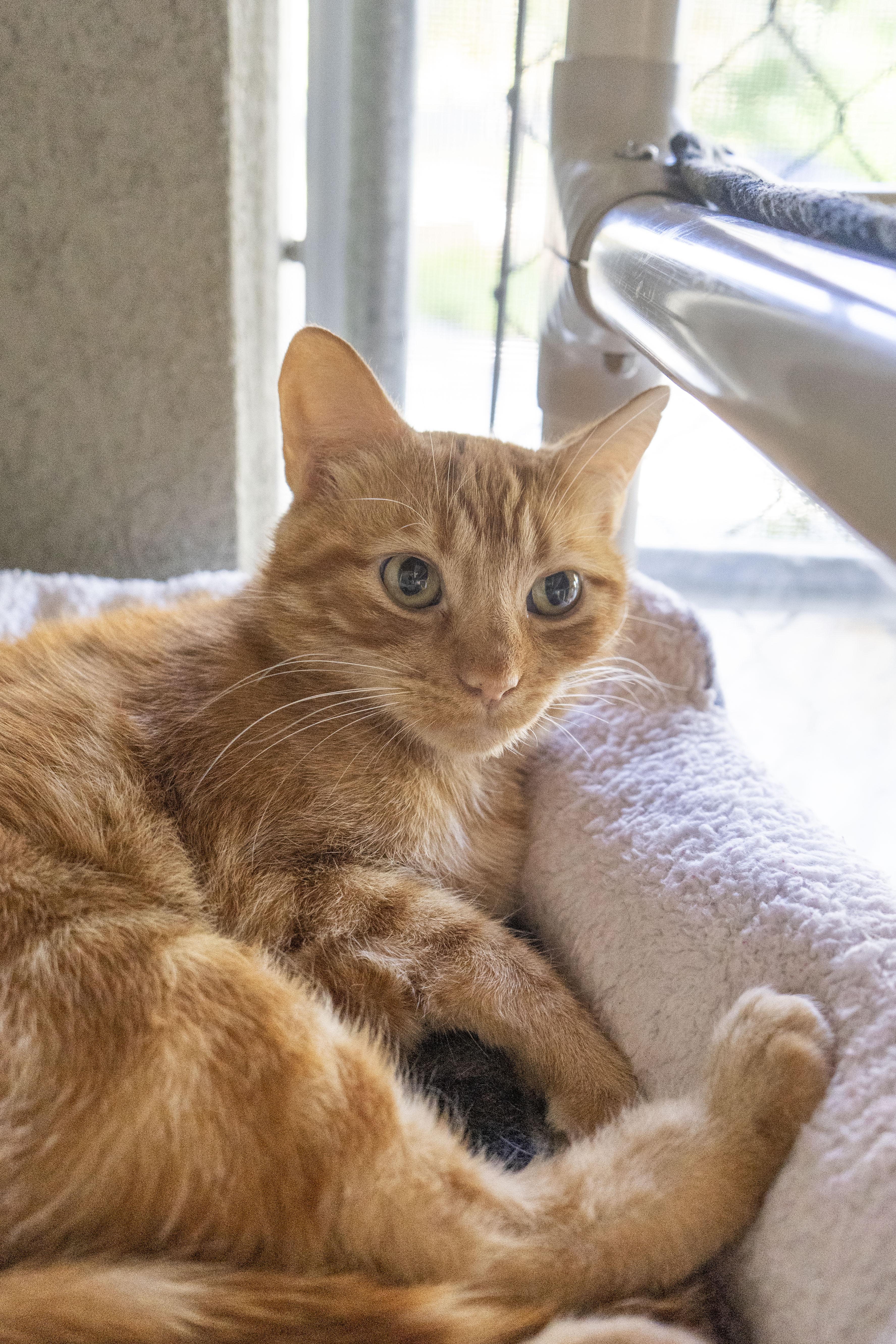 Beverly, an adoptable Domestic Short Hair in Boise, ID, 83709 | Photo Image 2