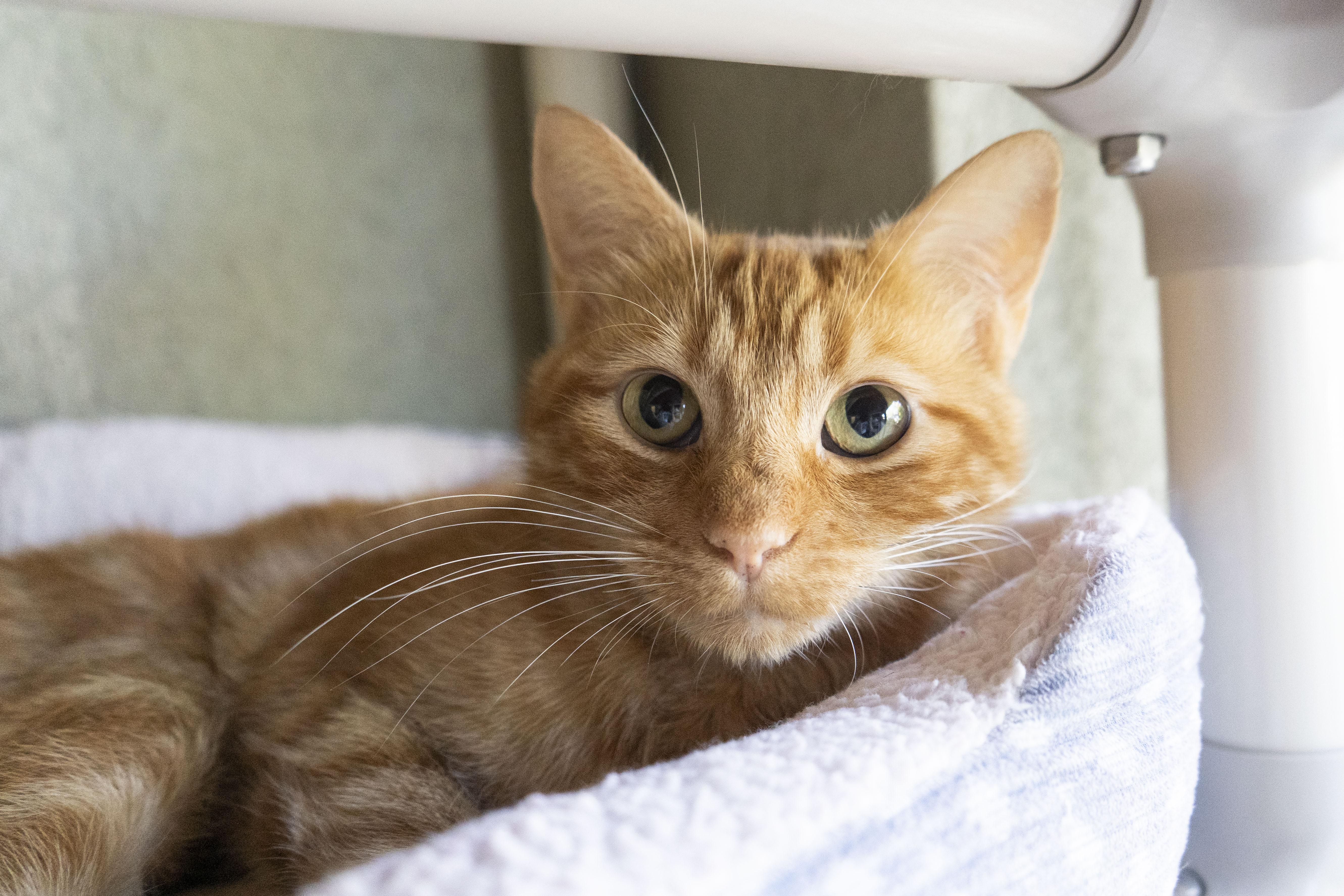 Beverly, an adoptable Domestic Short Hair in Boise, ID, 83709 | Photo Image 1