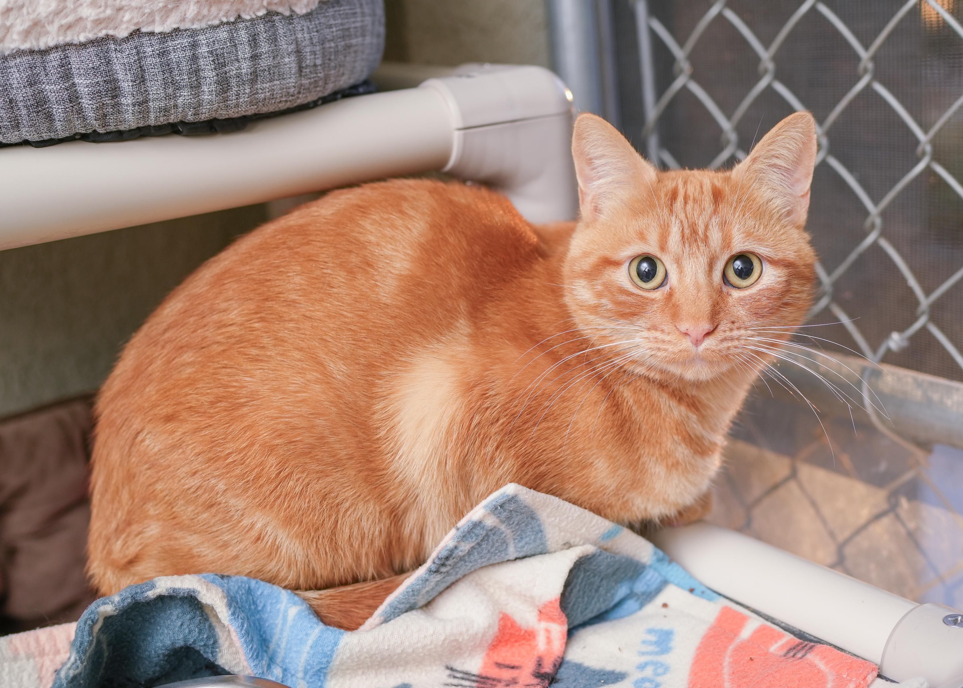 Beverly, Adoptable, Adult Female Domestic Short Hair.