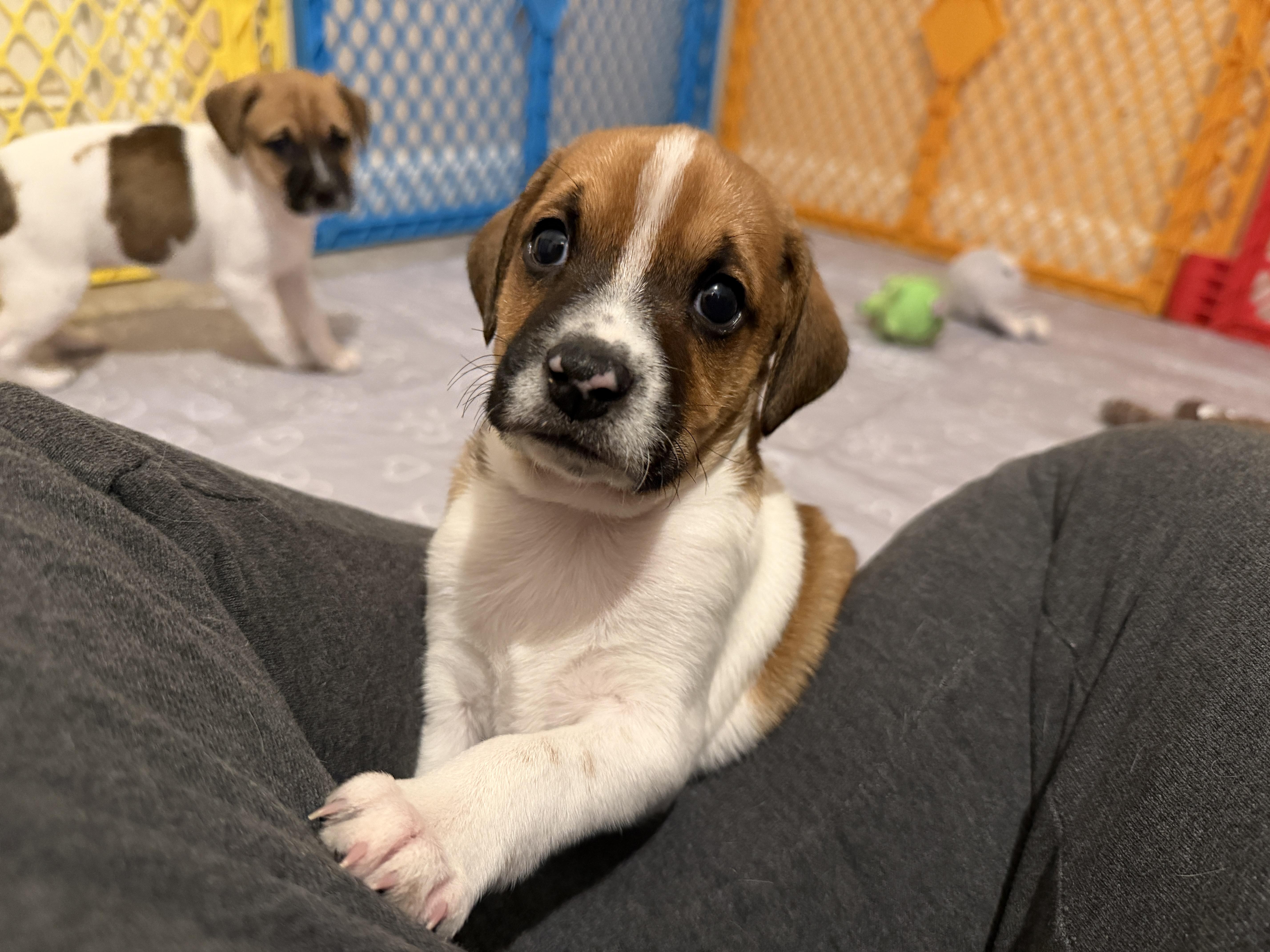 Enlarge Lander, a Adopted mixed breed in Jeffersonville, IN image 5/6